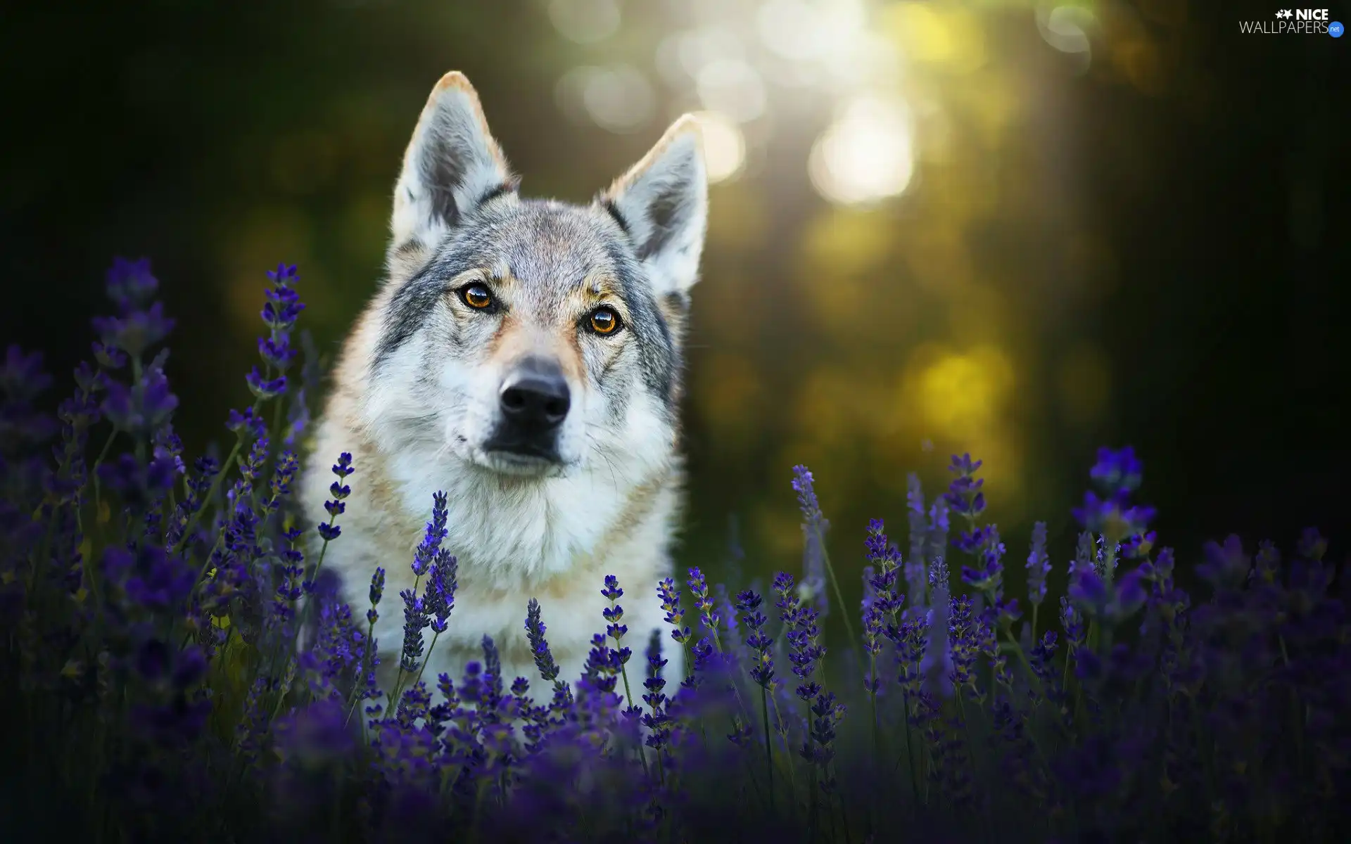 lavender, dog, Czechoslovakian Wolfdog