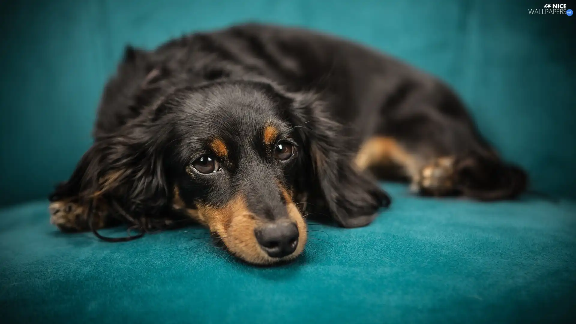 Black, dog, green ones, background, tan, long-haired Dachshund