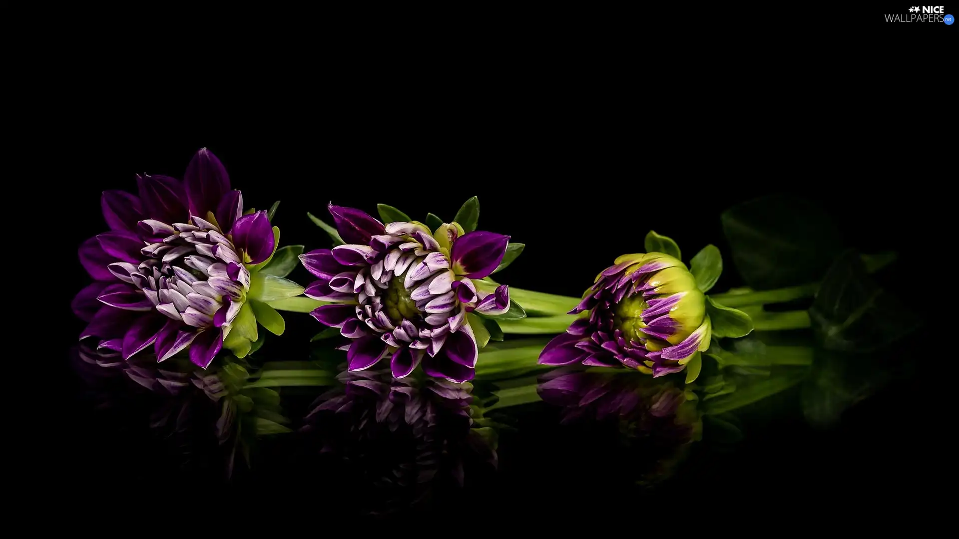 dahlias, Flowers, reflection, Dark Background, Buds, purple