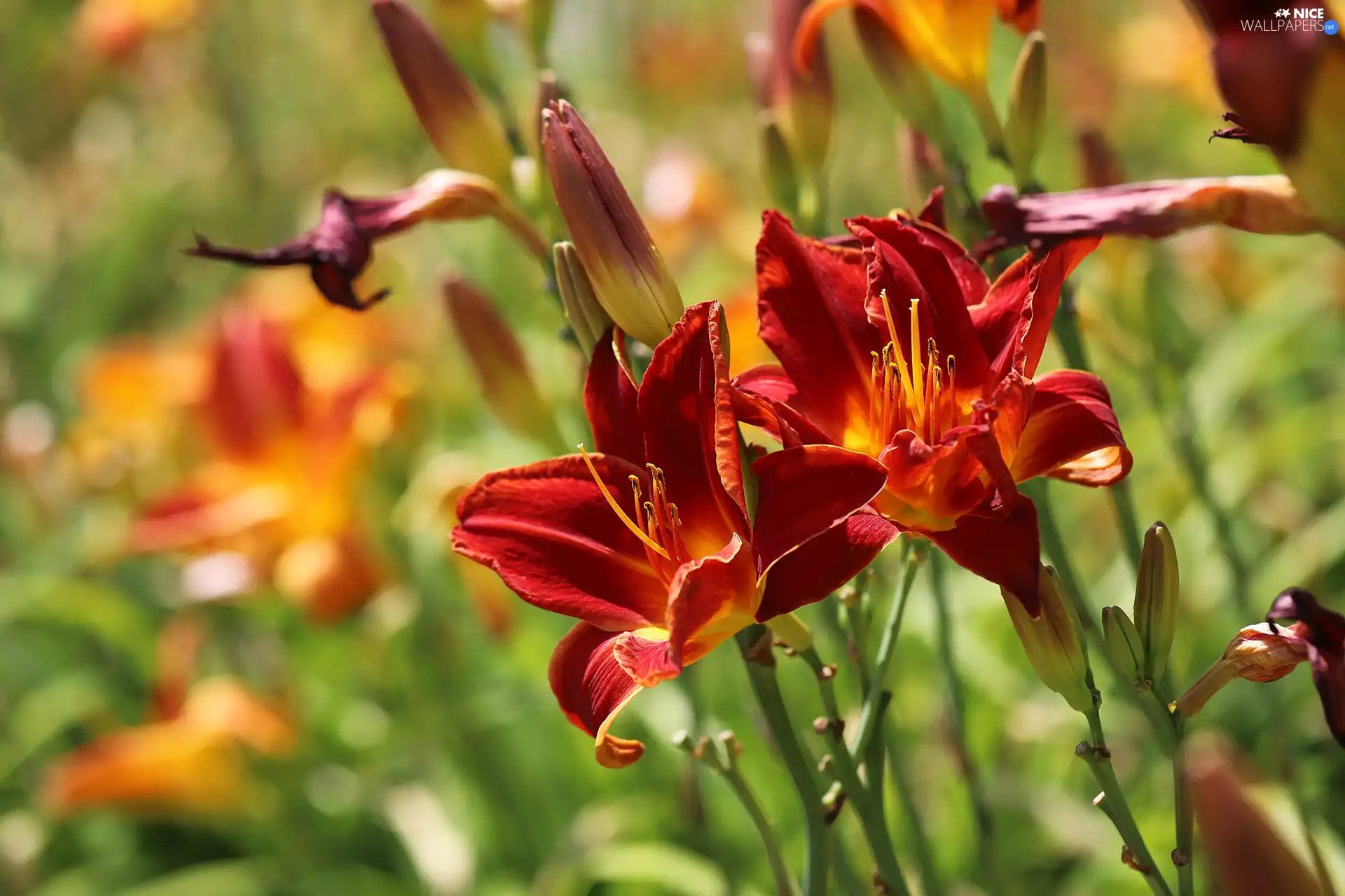 Daylilies, Red, Flowers