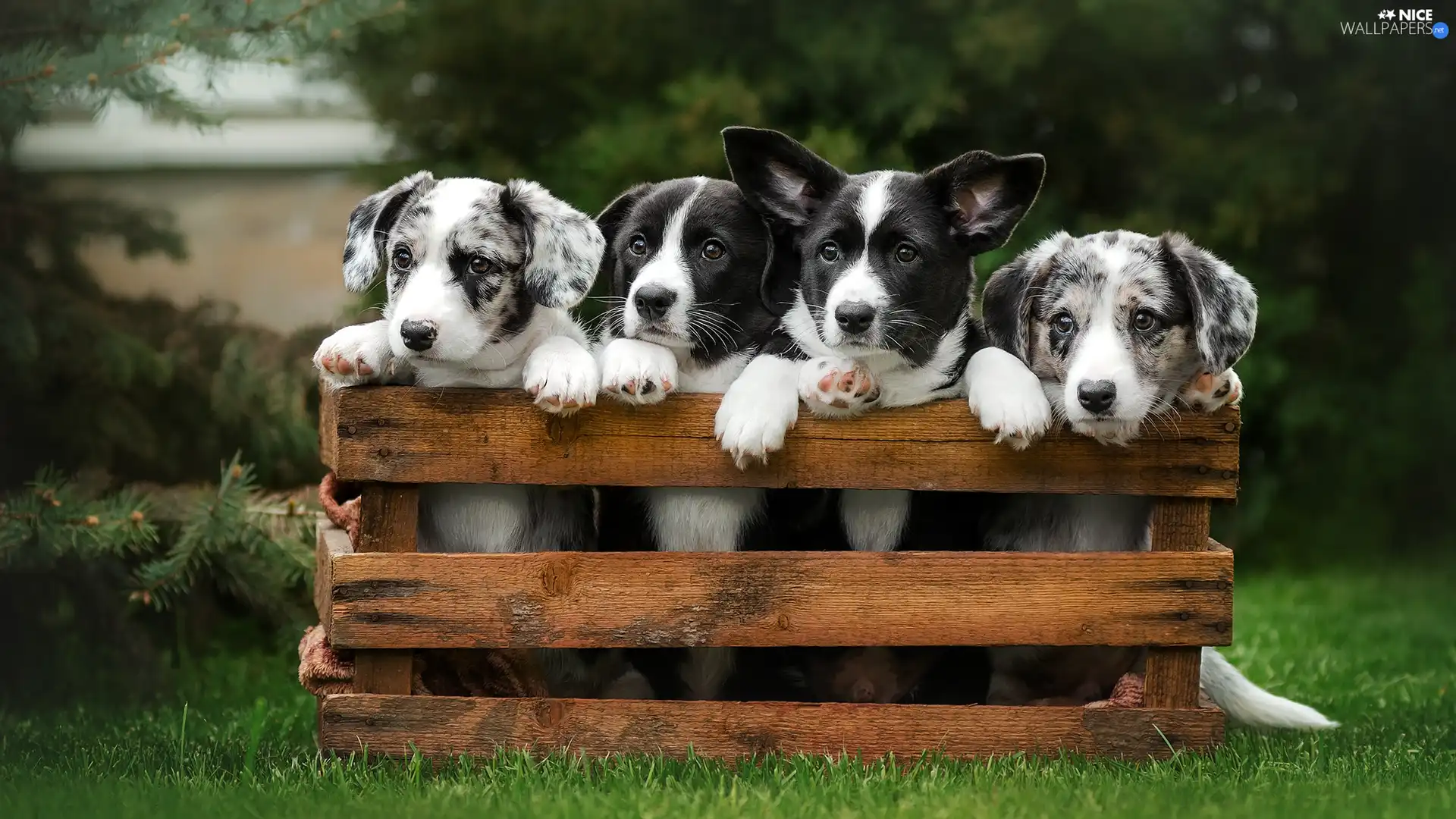 Black and white, four, box, grass, puppies, Dogs