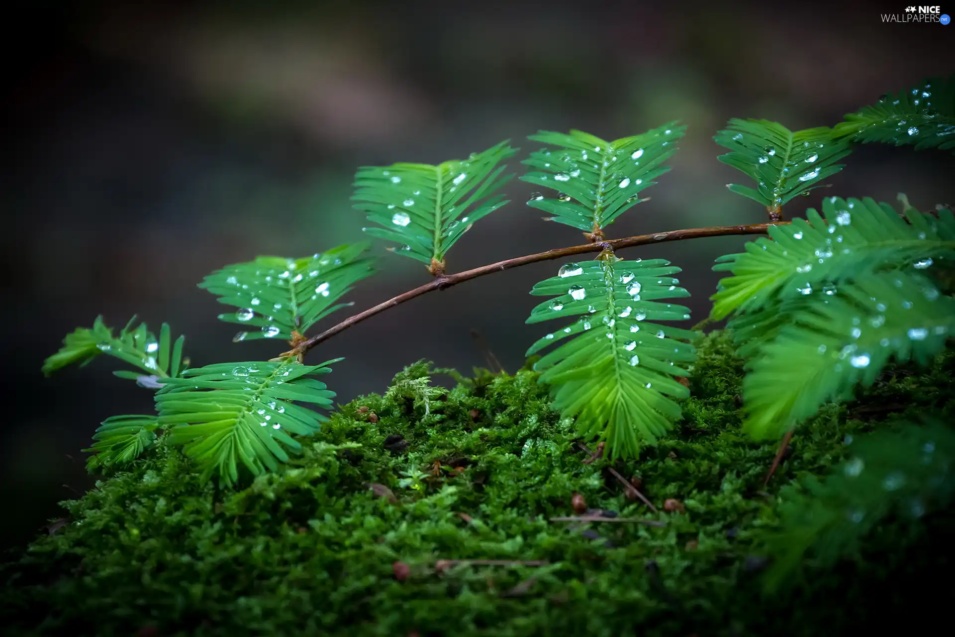 drops, Leaf, Moss