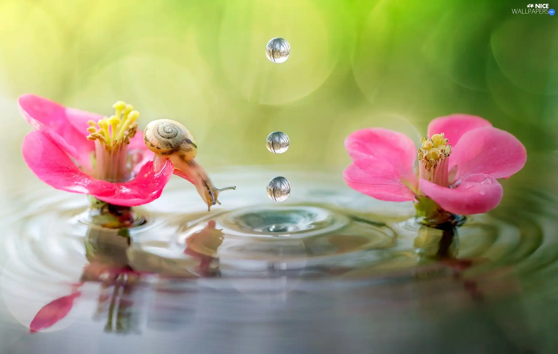 drops, water, Flowers, snail, water
