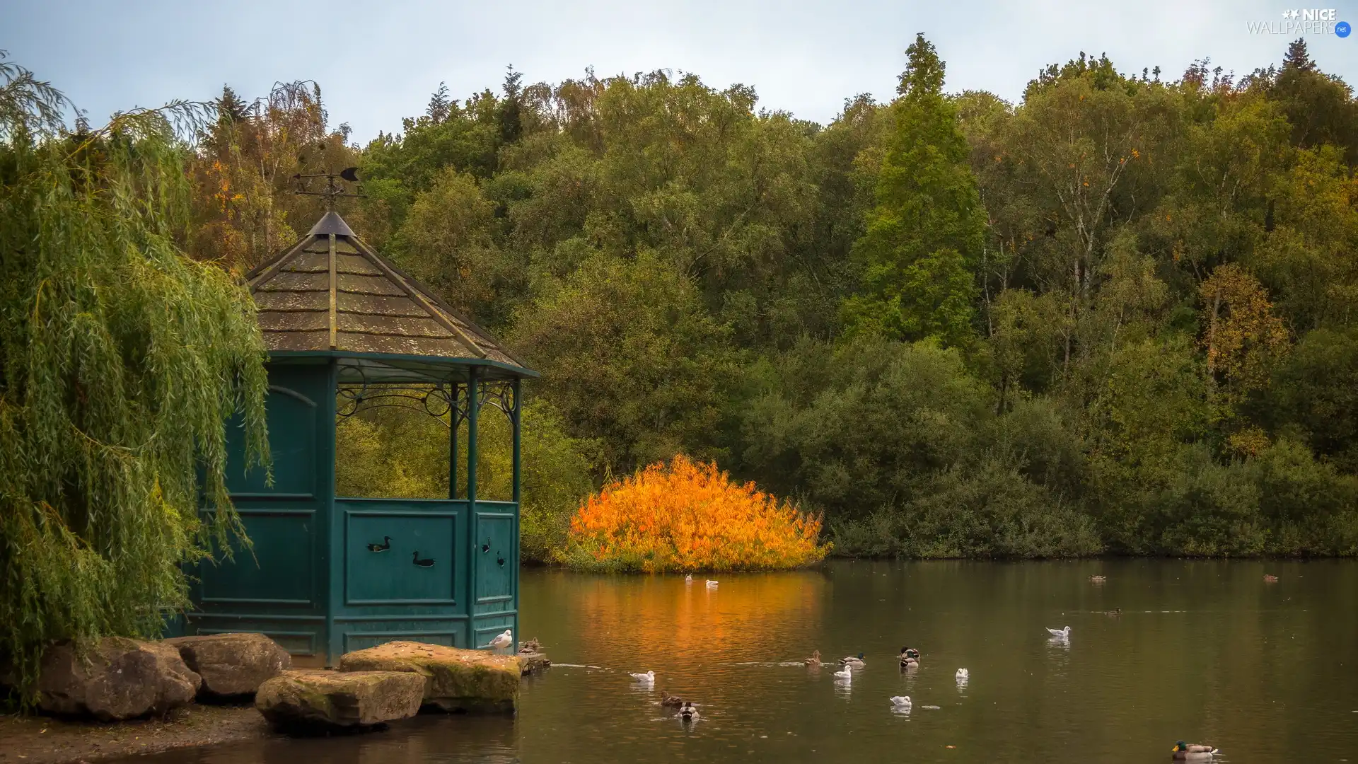 viewes, Pond - car, Stones, trees, Park, arbour, ducks