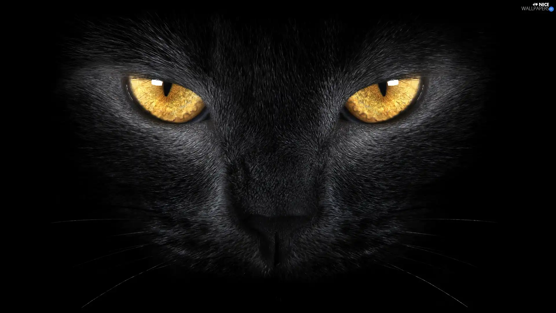 Black, Golden, Eyes, cat