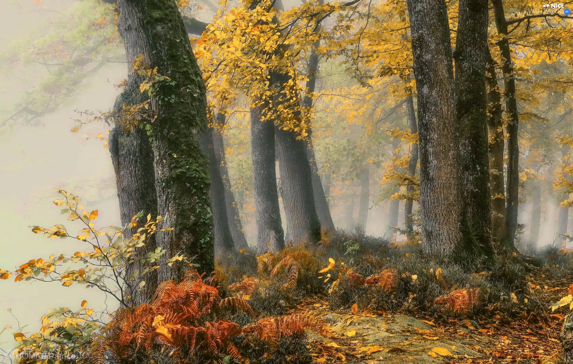 viewes, fern, autumn, trees, forest