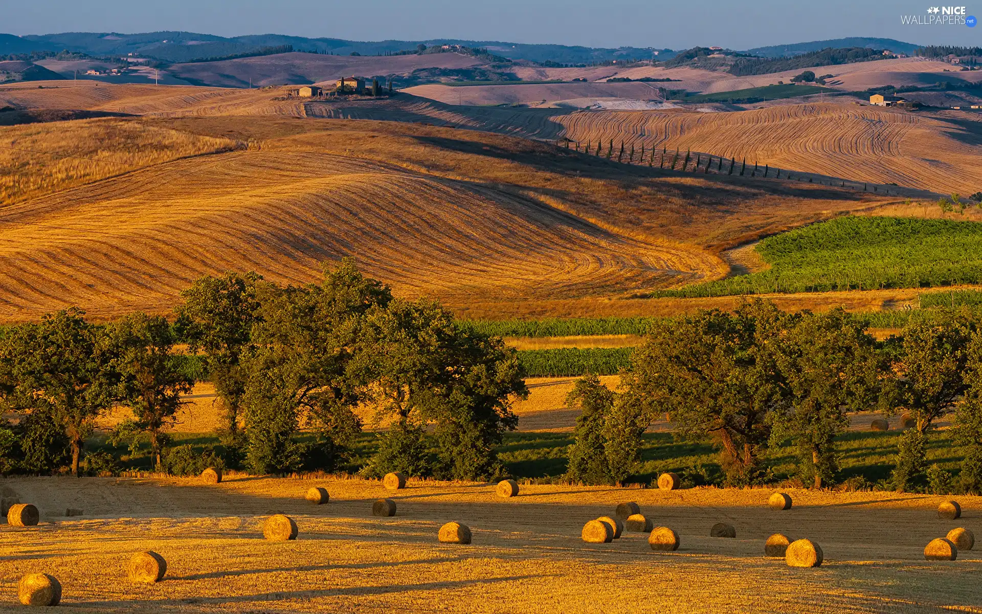 trees, Hill, Tuscany, field, autumn, viewes, Italy