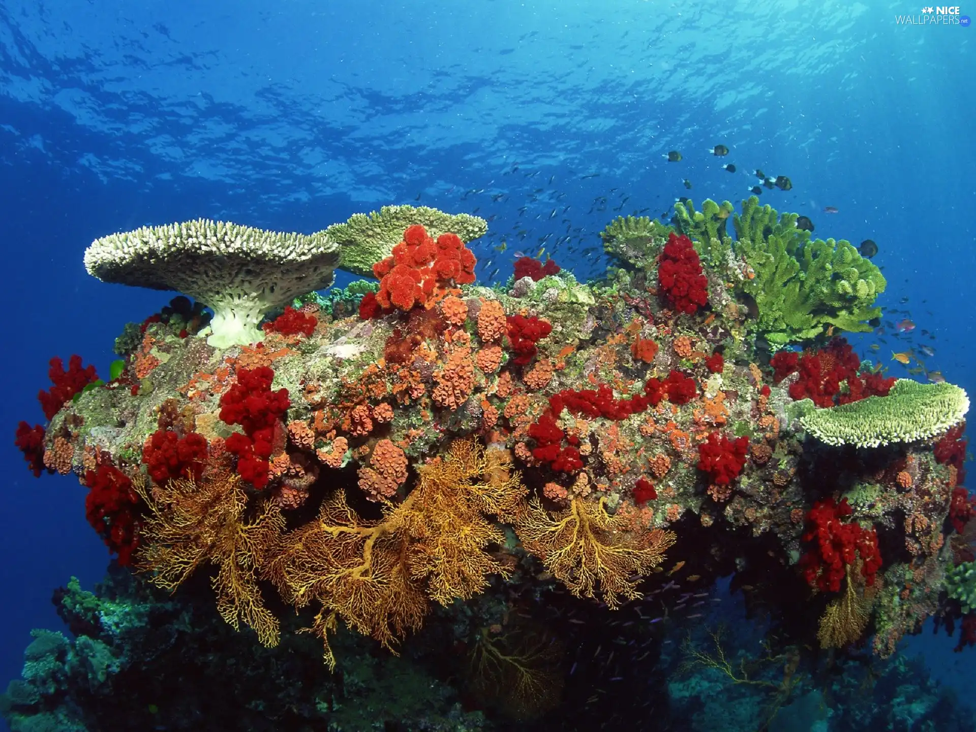 reef, water, fishes, coral