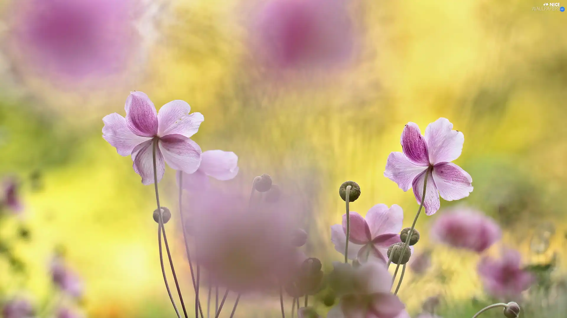 Pink, Anemone Hupehensis, Flowers