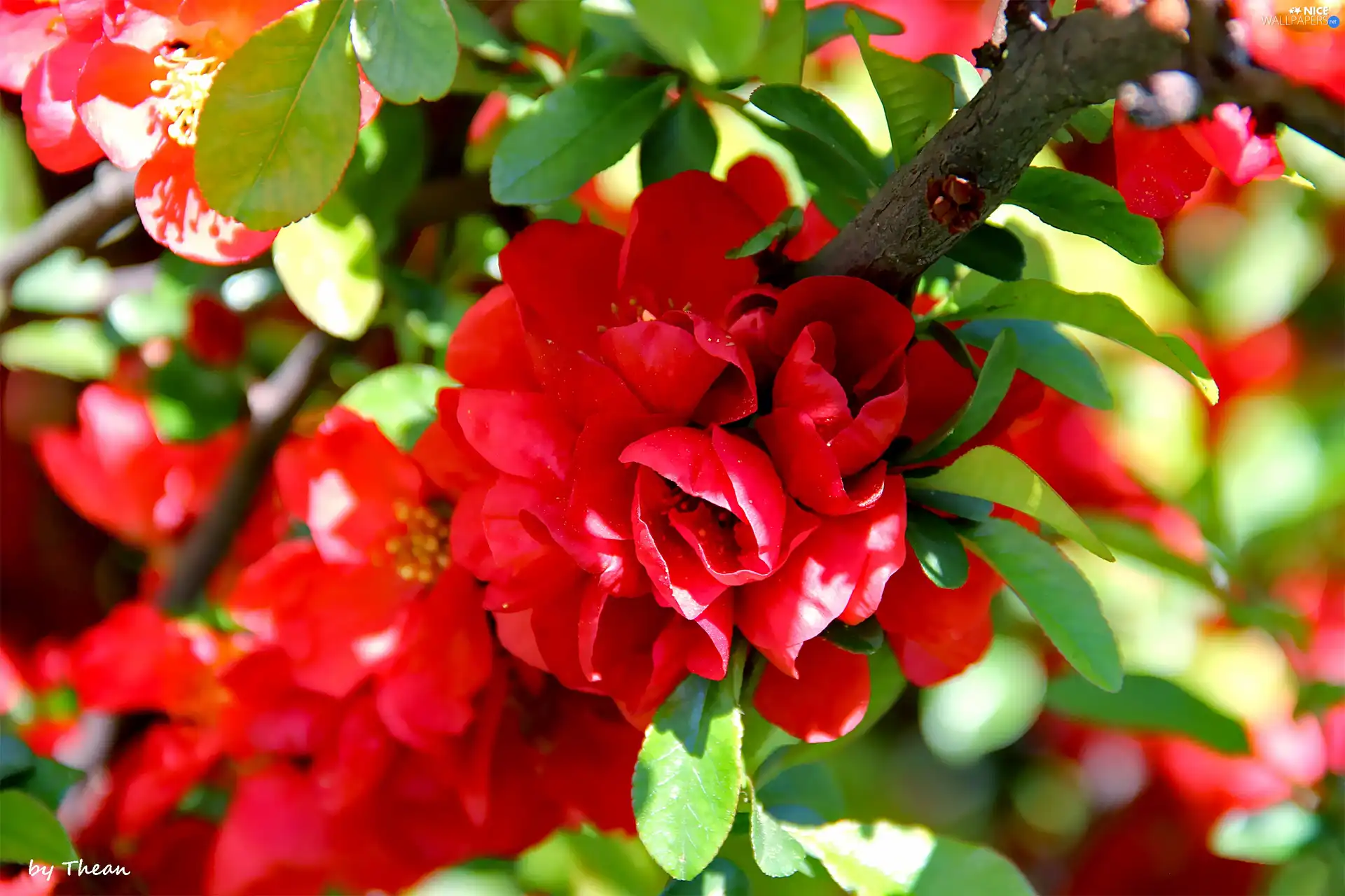 Blossoming, Red, Flowers, quince