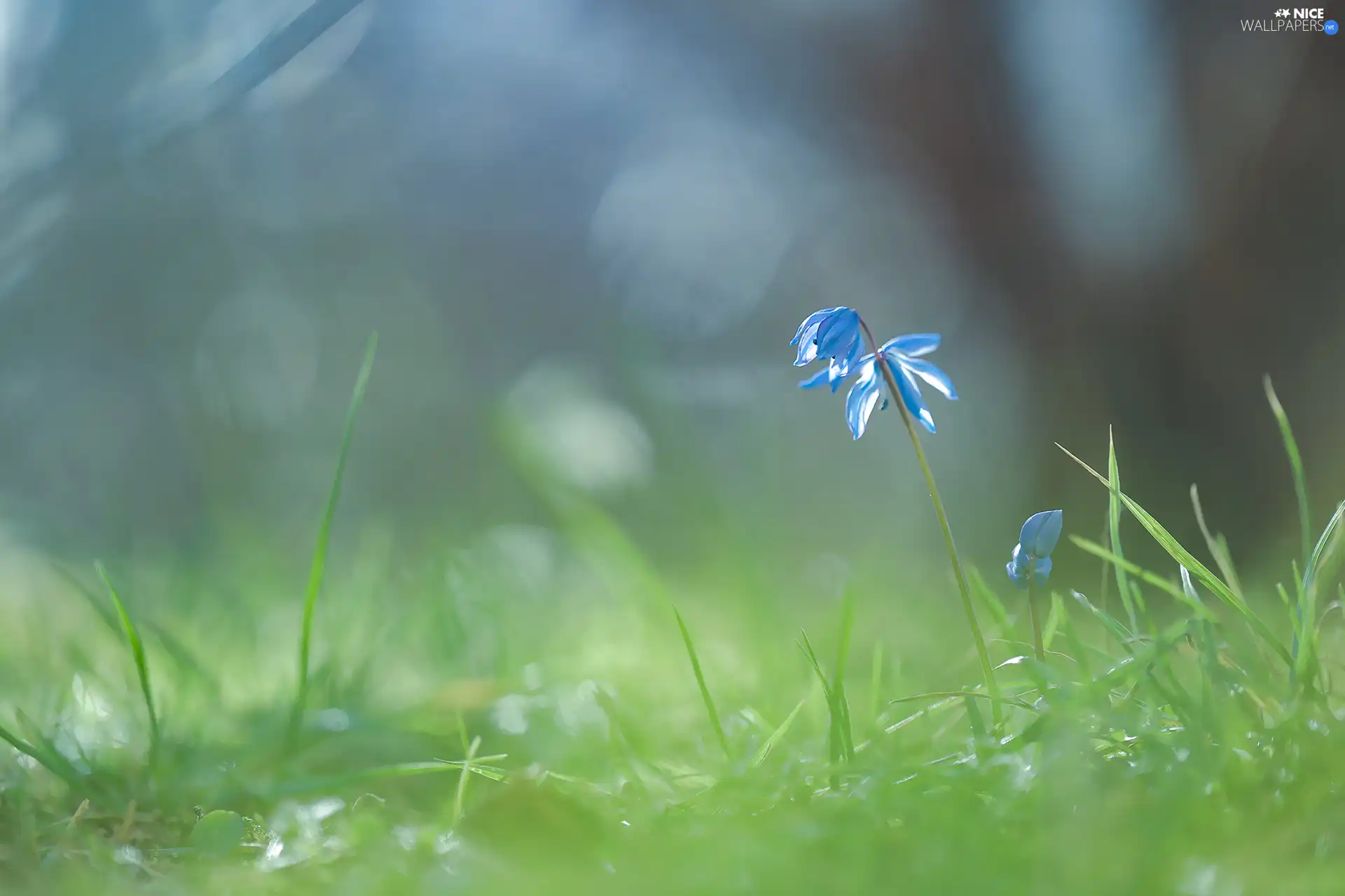 Siberian squill, Colourfull Flowers, grass, blue