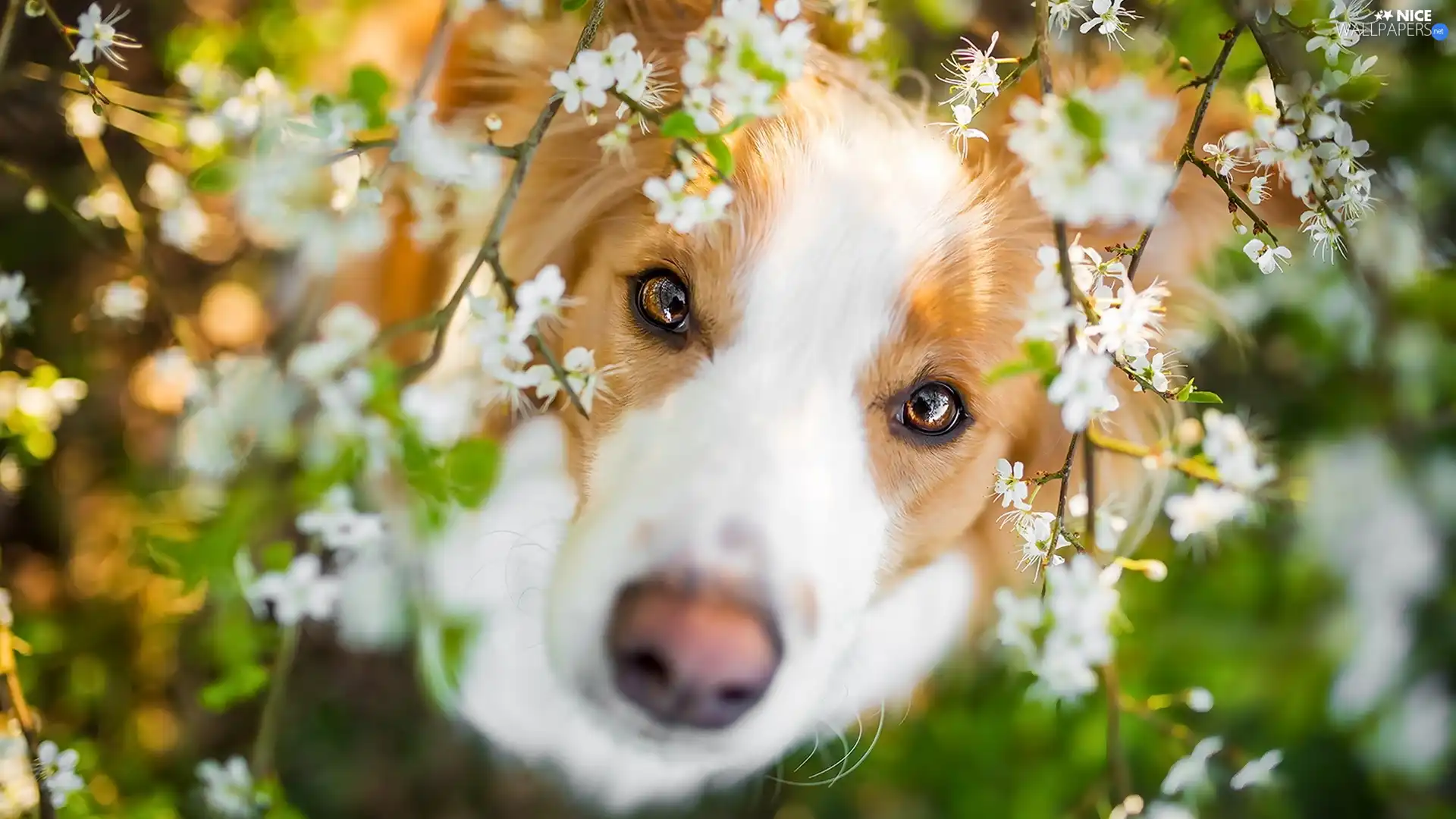 dog, muzzle, Flowers, Border Collie