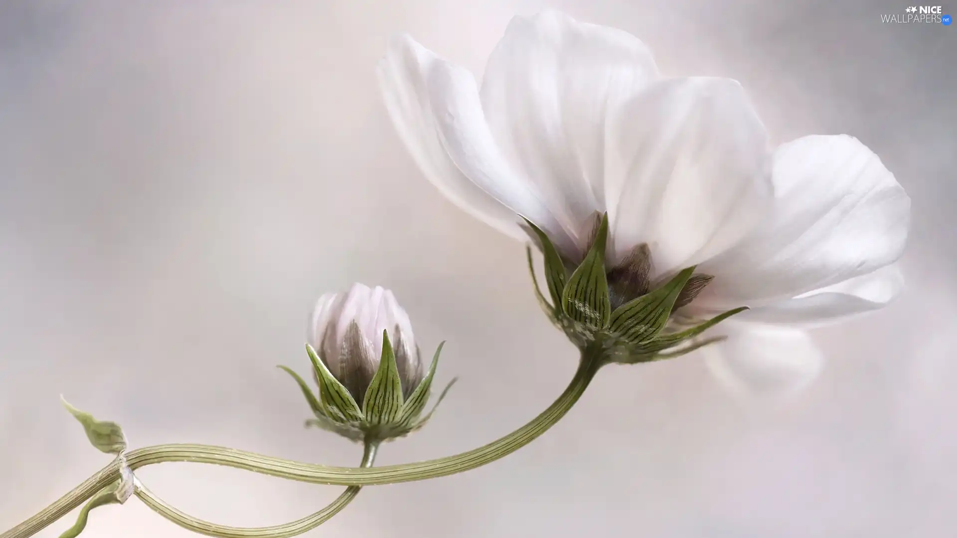 bud, White, Colourfull Flowers