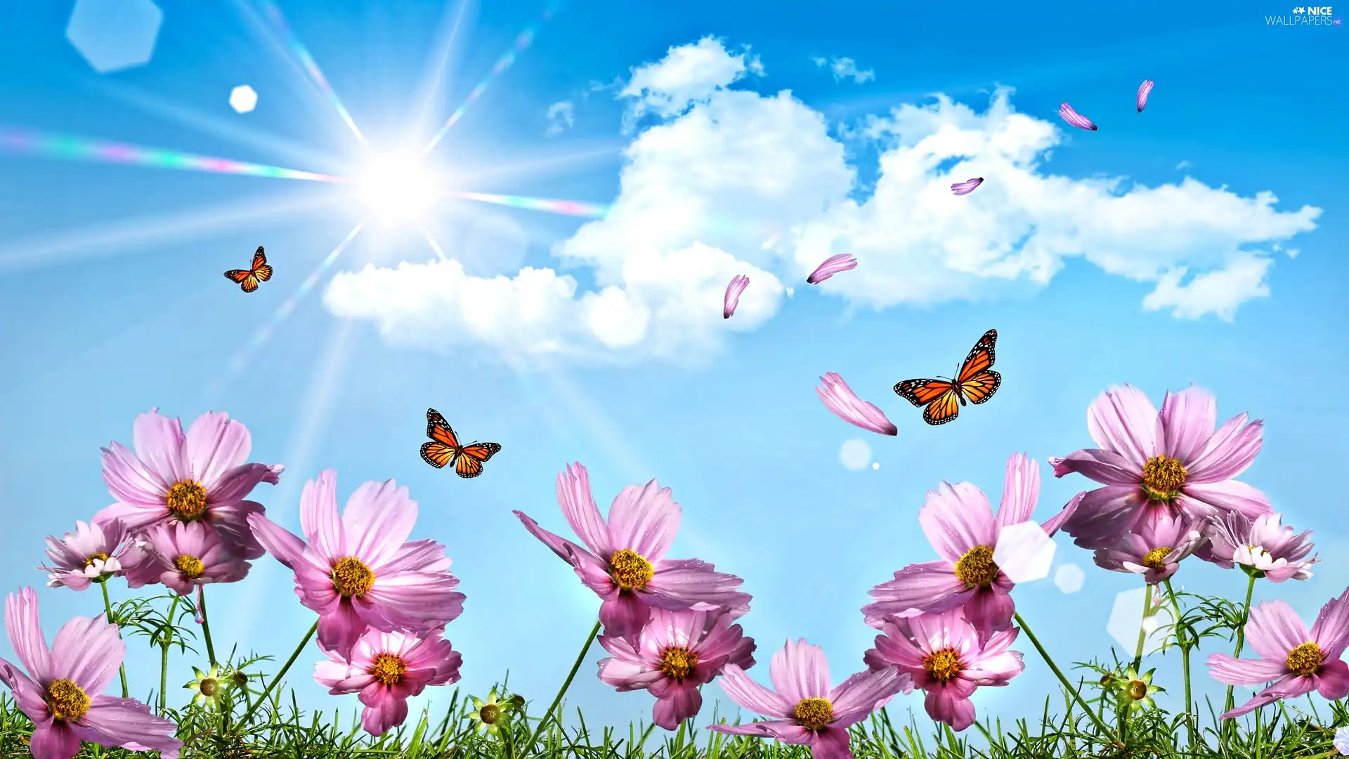 Flowers, Sky, butterflies