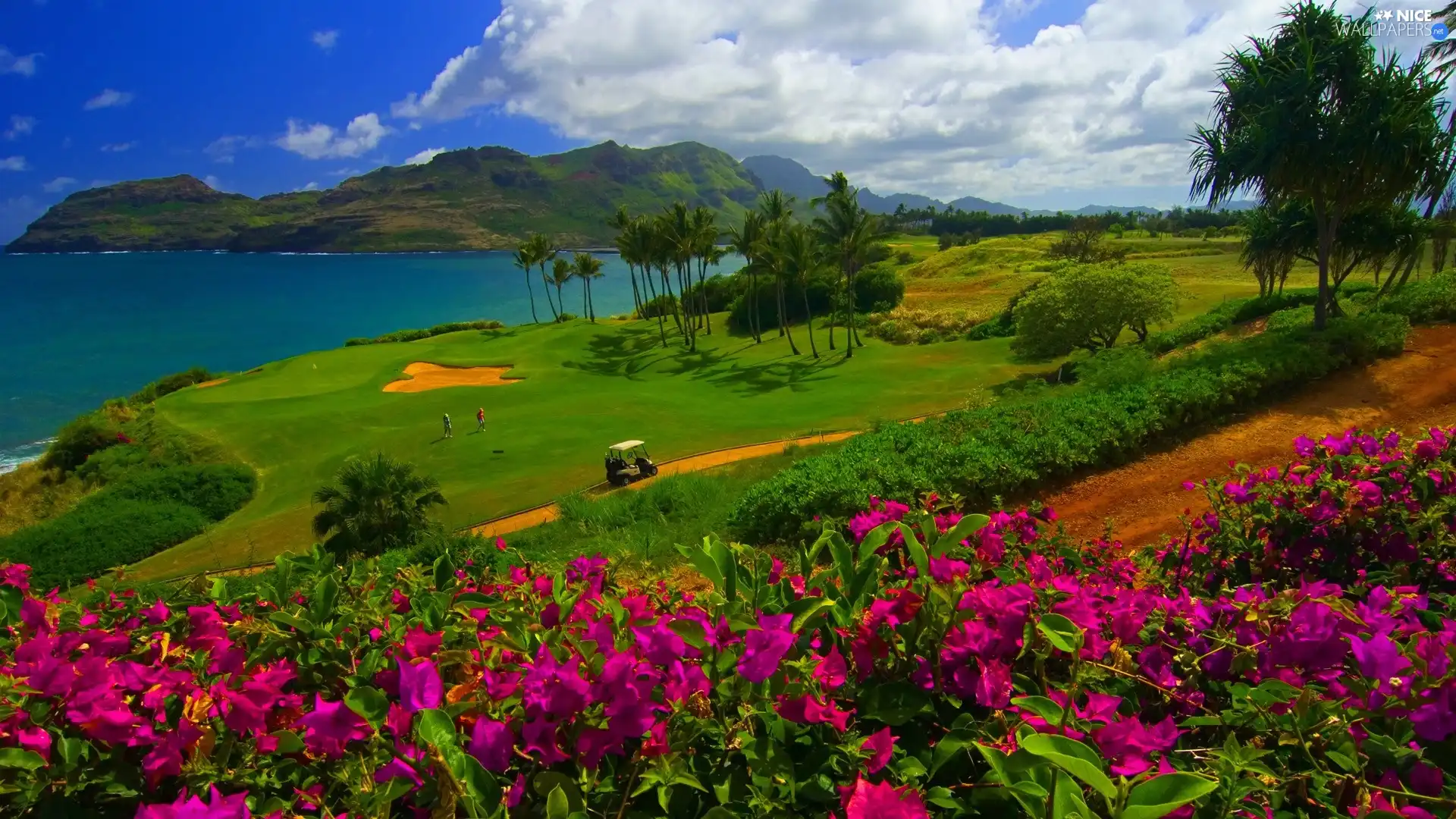 Flowers, Field, sea, Aloha State Hawaje, grass, Course