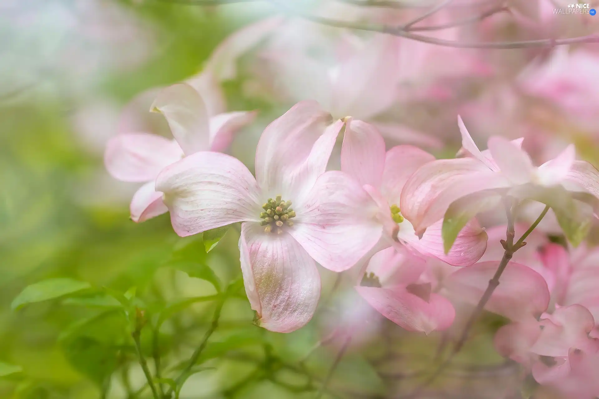 Flowering Dogwood, Pink, Flowers