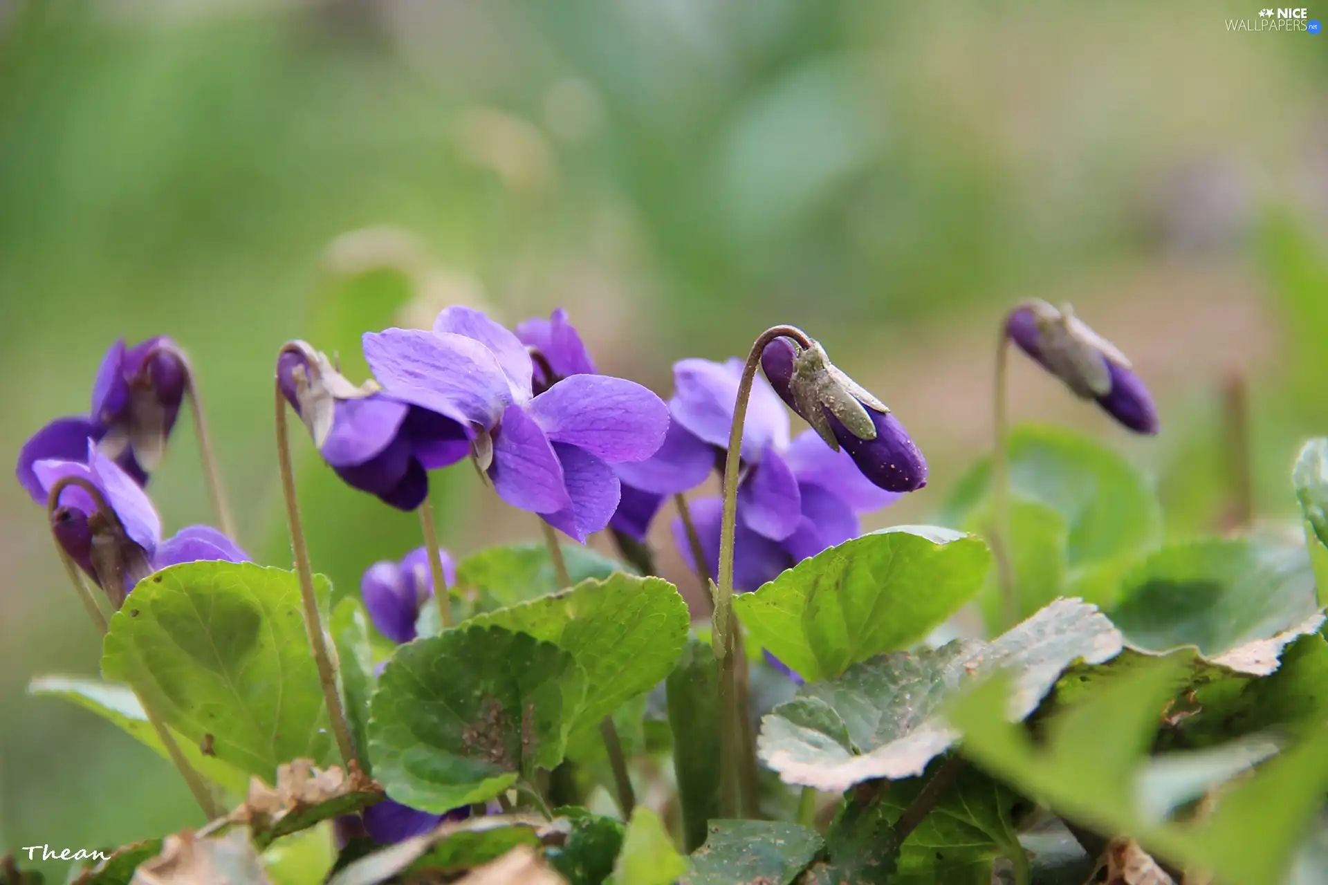 Spring, fragrant violets, Flowers