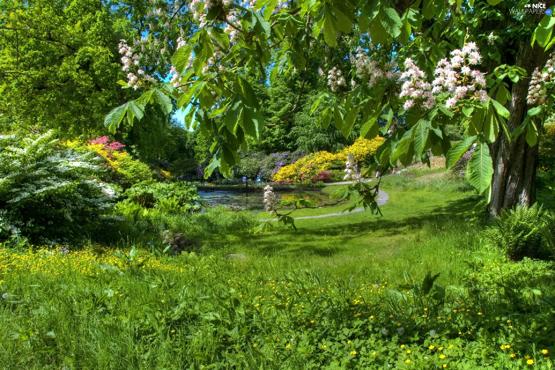 Garden, viewes, Flowers, trees