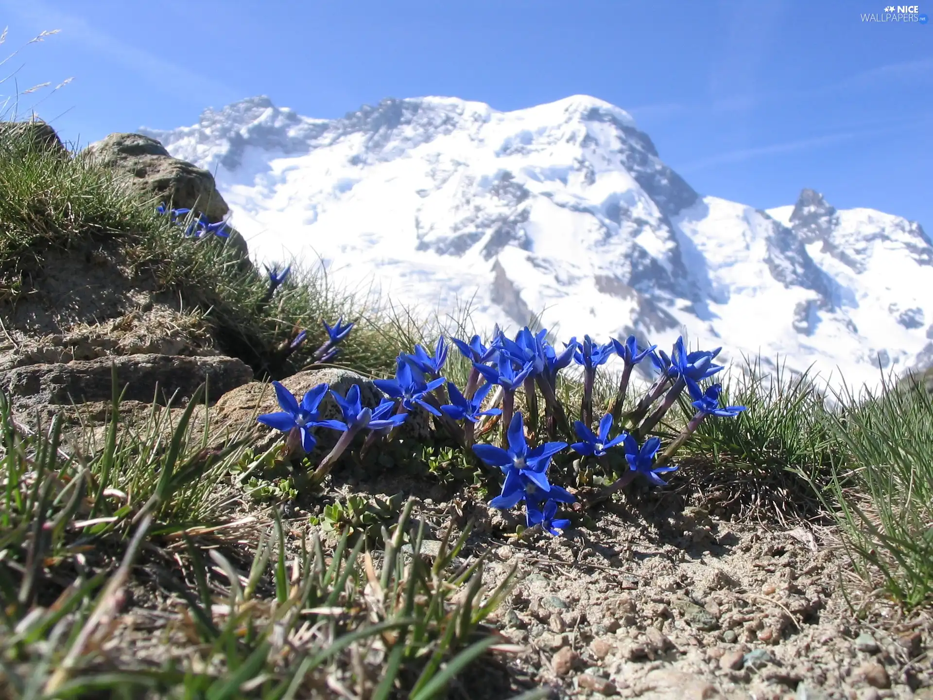 Alpine Gentian, Mountains, Flowers