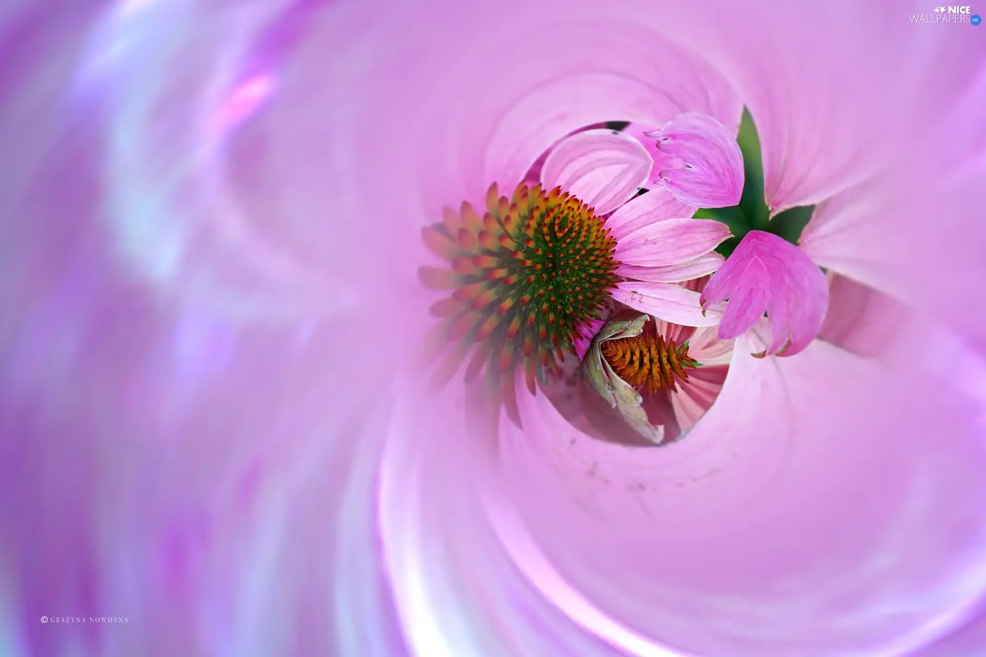 Flowers, abstraction, graphics