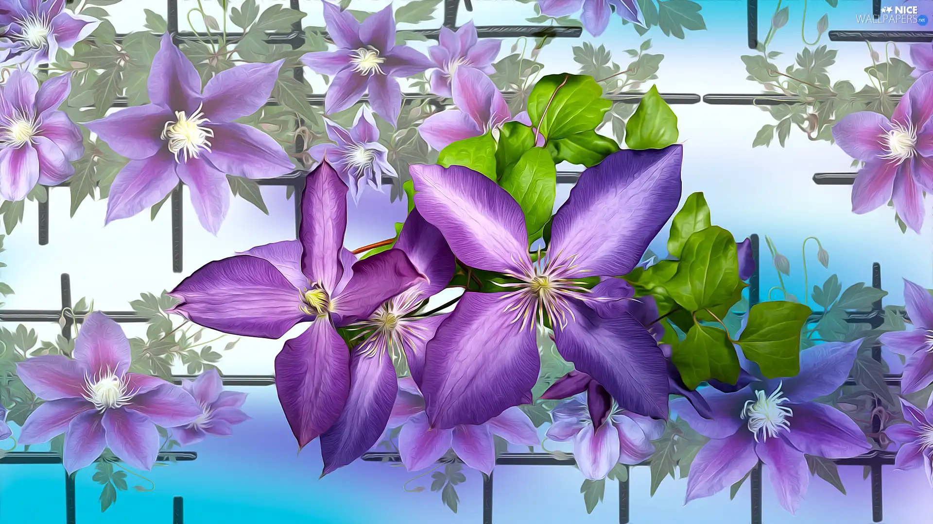graphics, purple, Clematis, Flowers