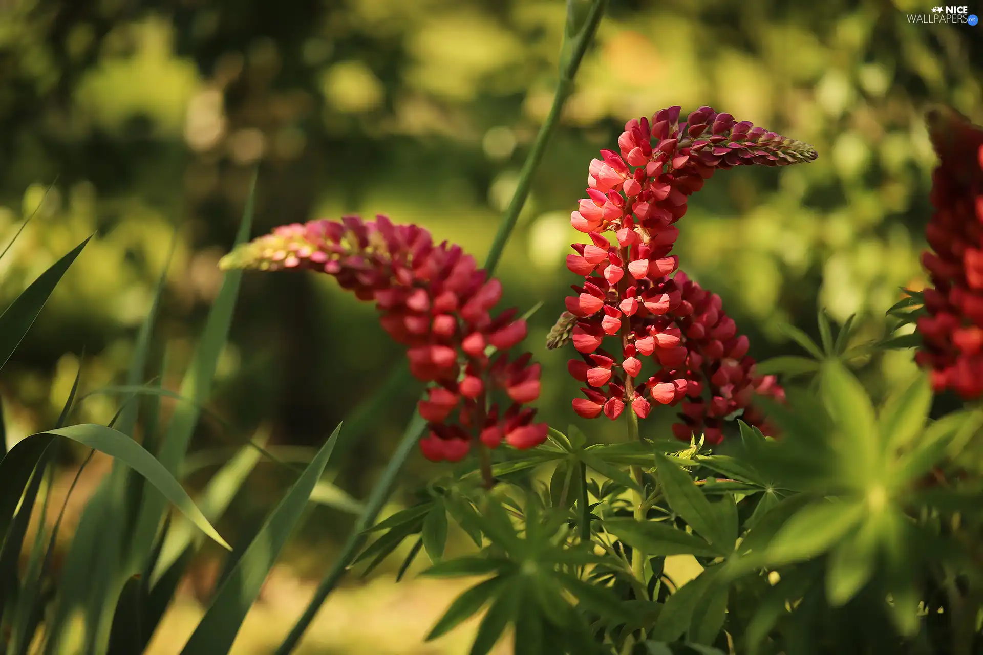 Flowers, Red, lupins