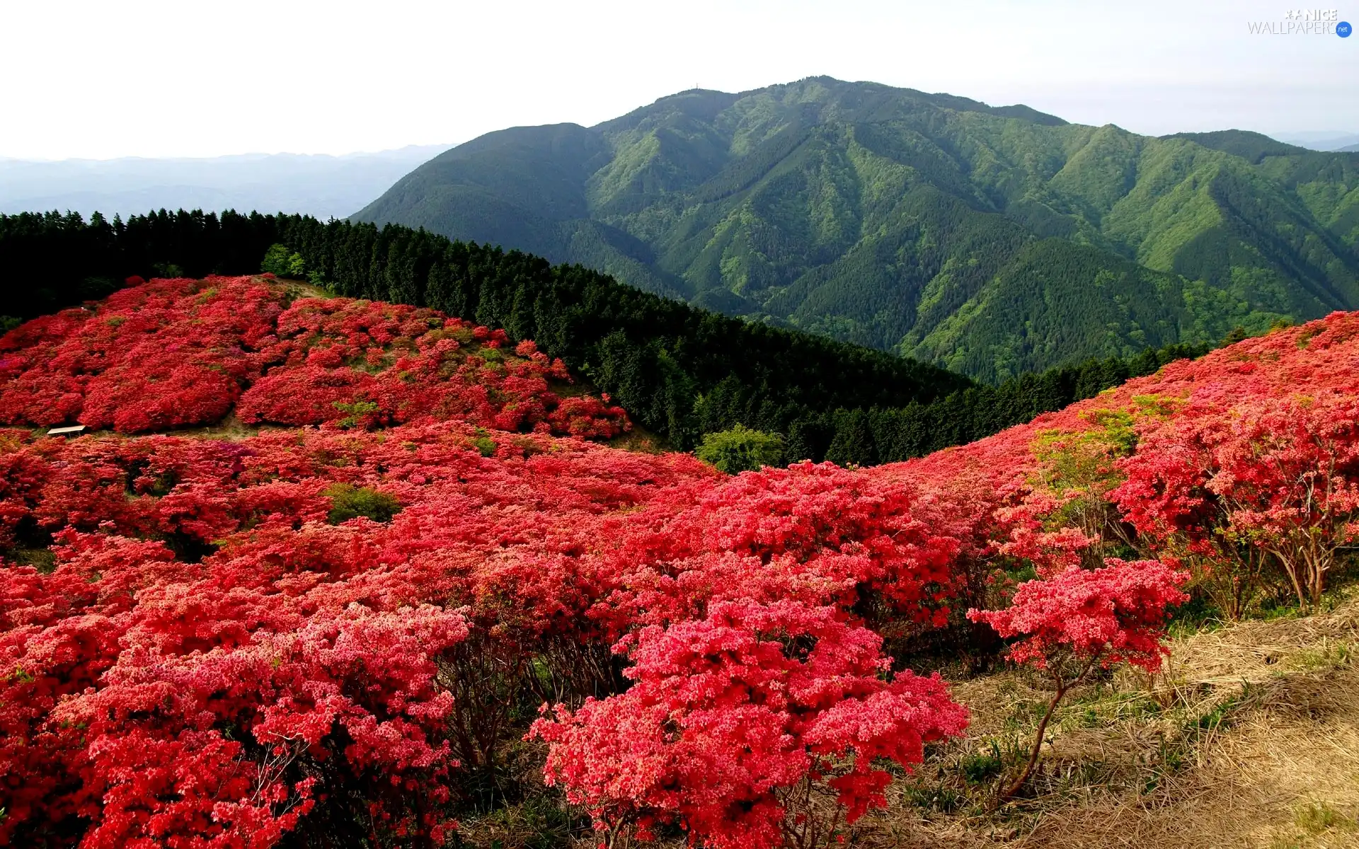 Flowers, Mountains, Meadow