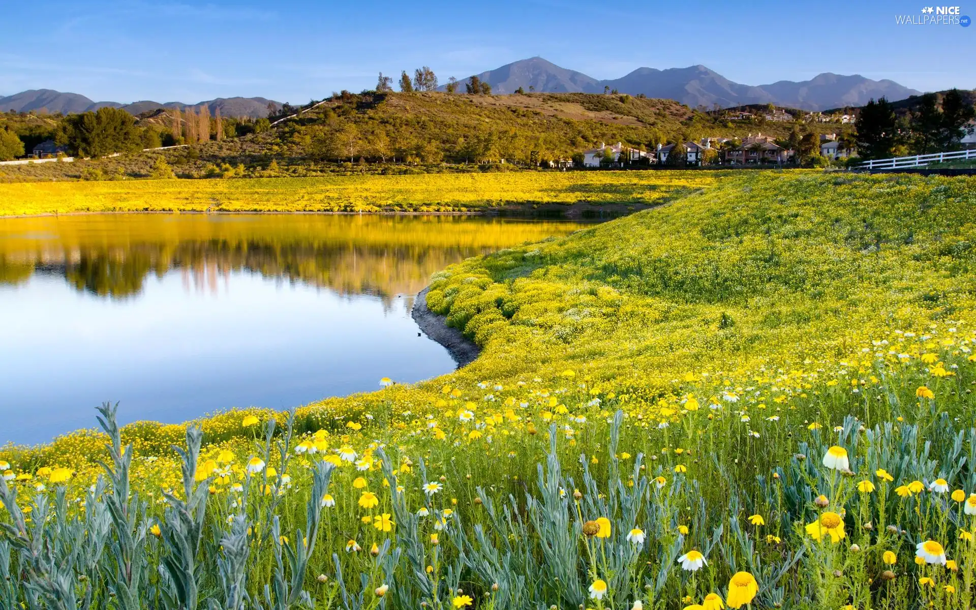 Mountains, Meadow, Flowers, Pond - car