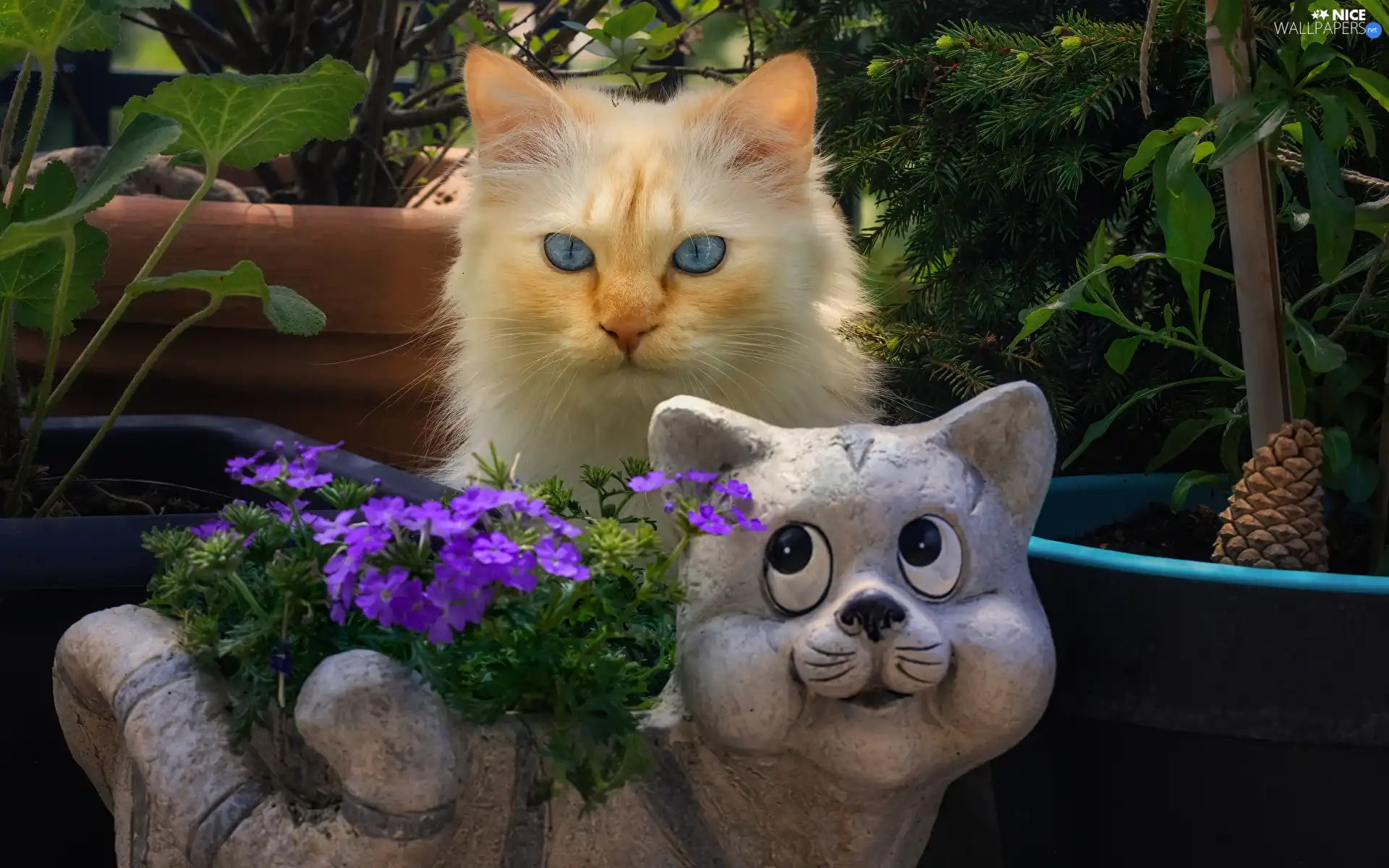 Flowers, cat, Pots