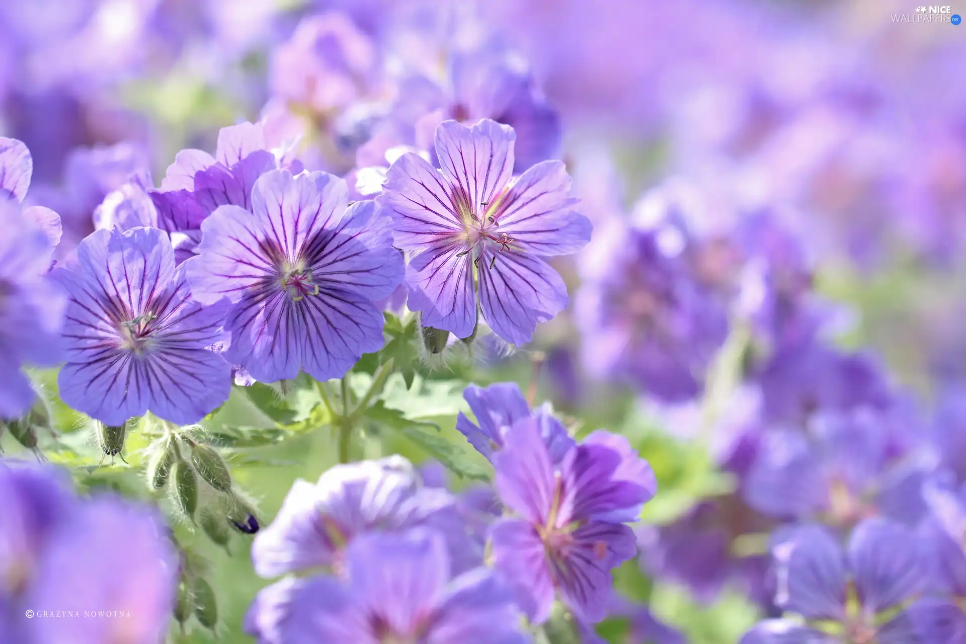 Flowers, geranium, purple