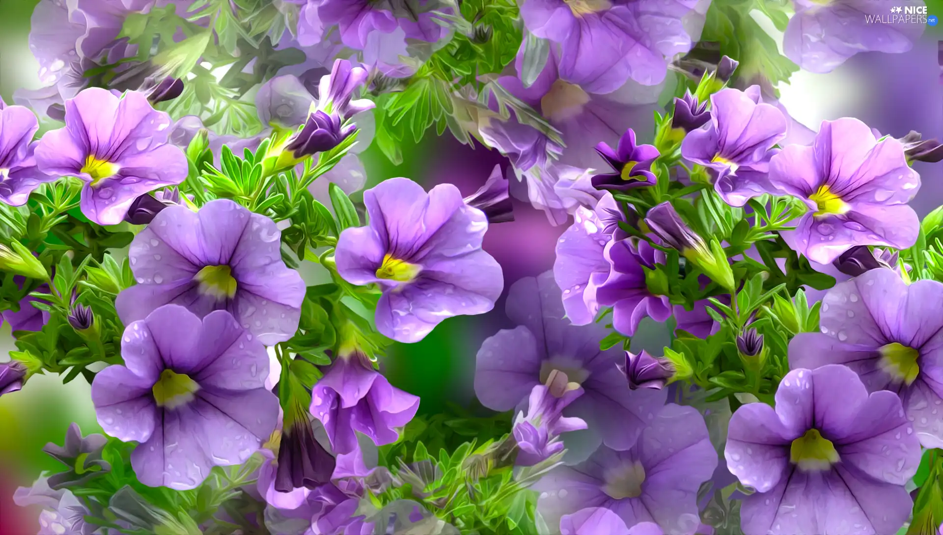 purple, petunias, graphics, Flowers