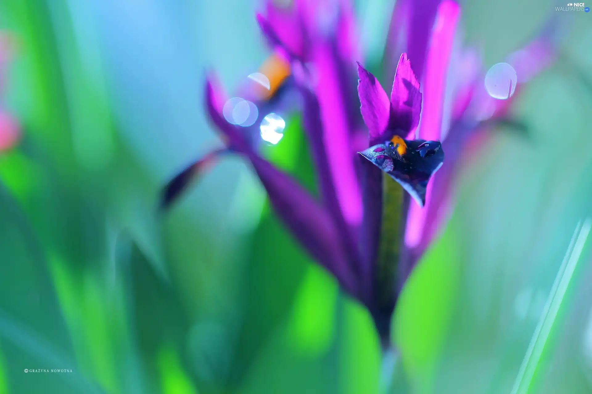 Flowers, Irises, purple