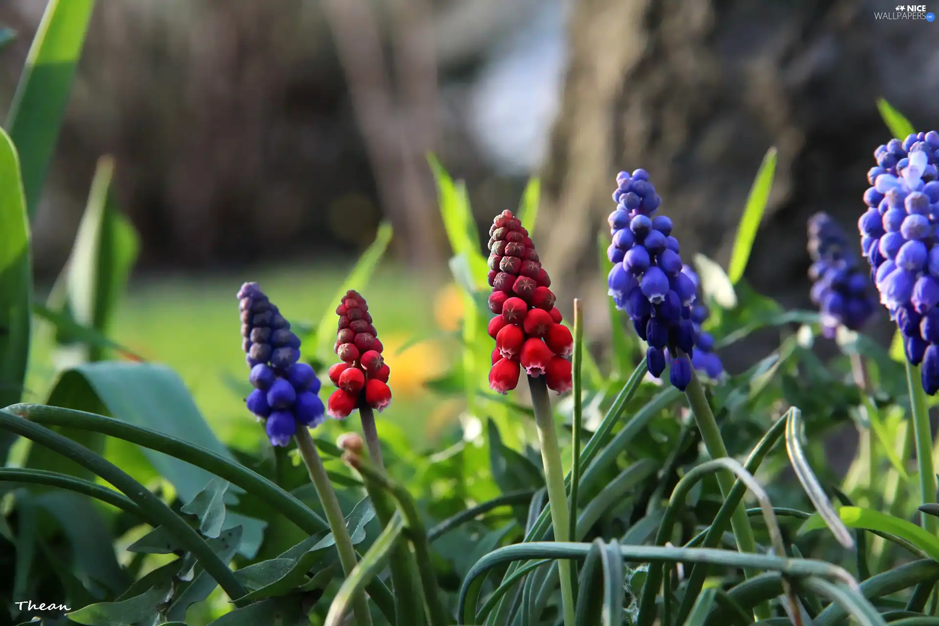 Flowers, Muscari, Red