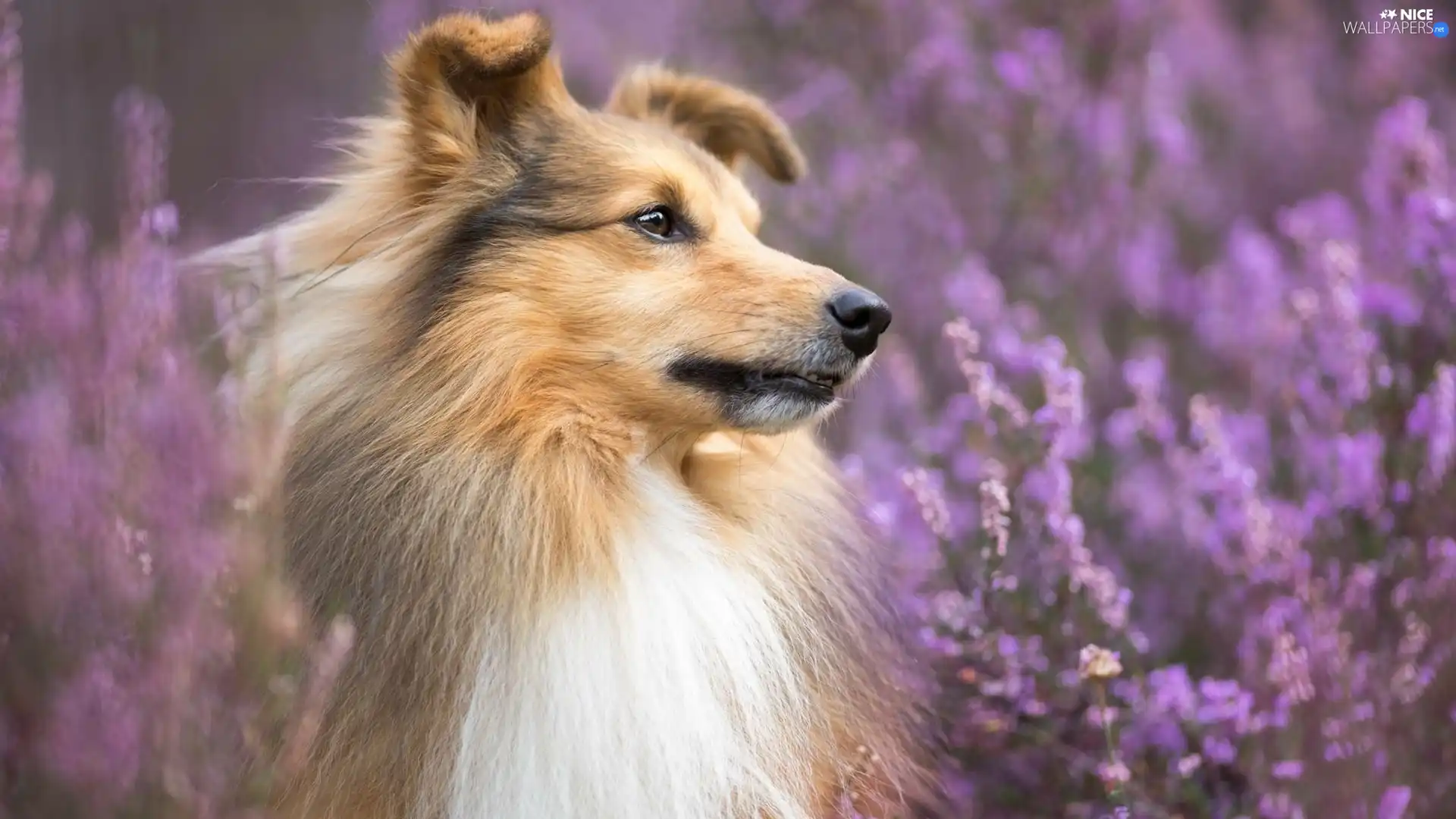 dog, muzzle, Flowers, shetland Sheepdog
