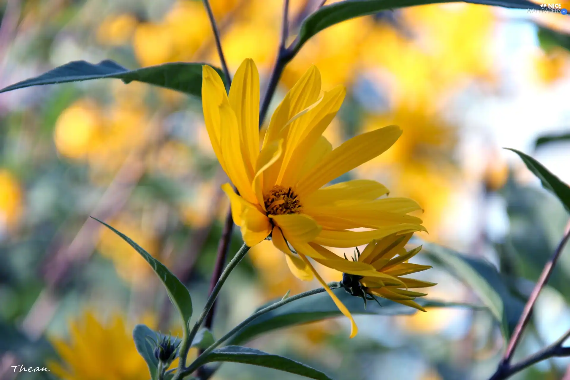 Flowers, Yellow, sunny