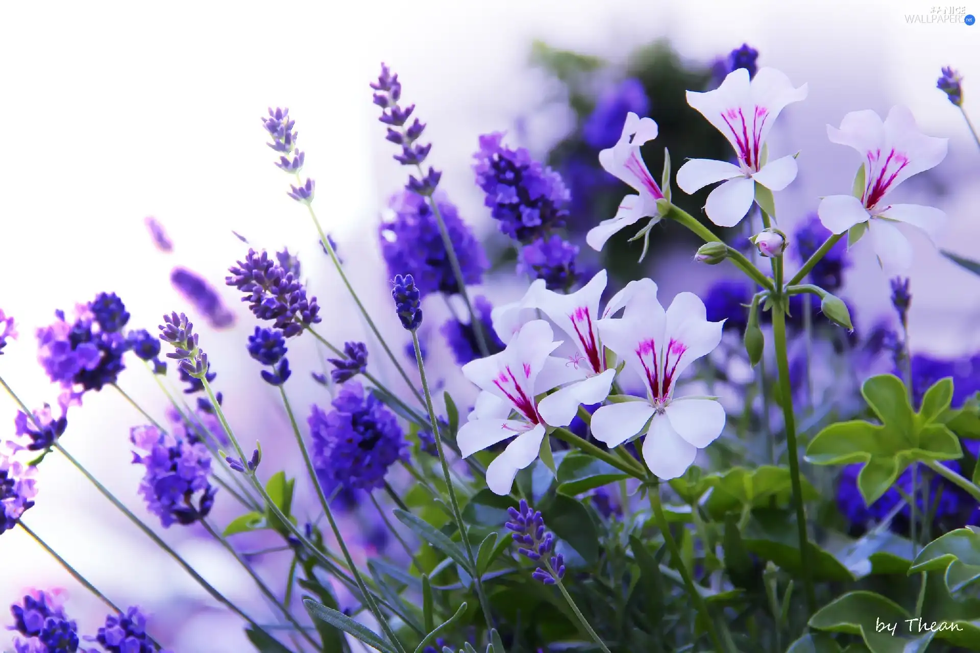 Blue, Flowers, geraniums, lavender, White