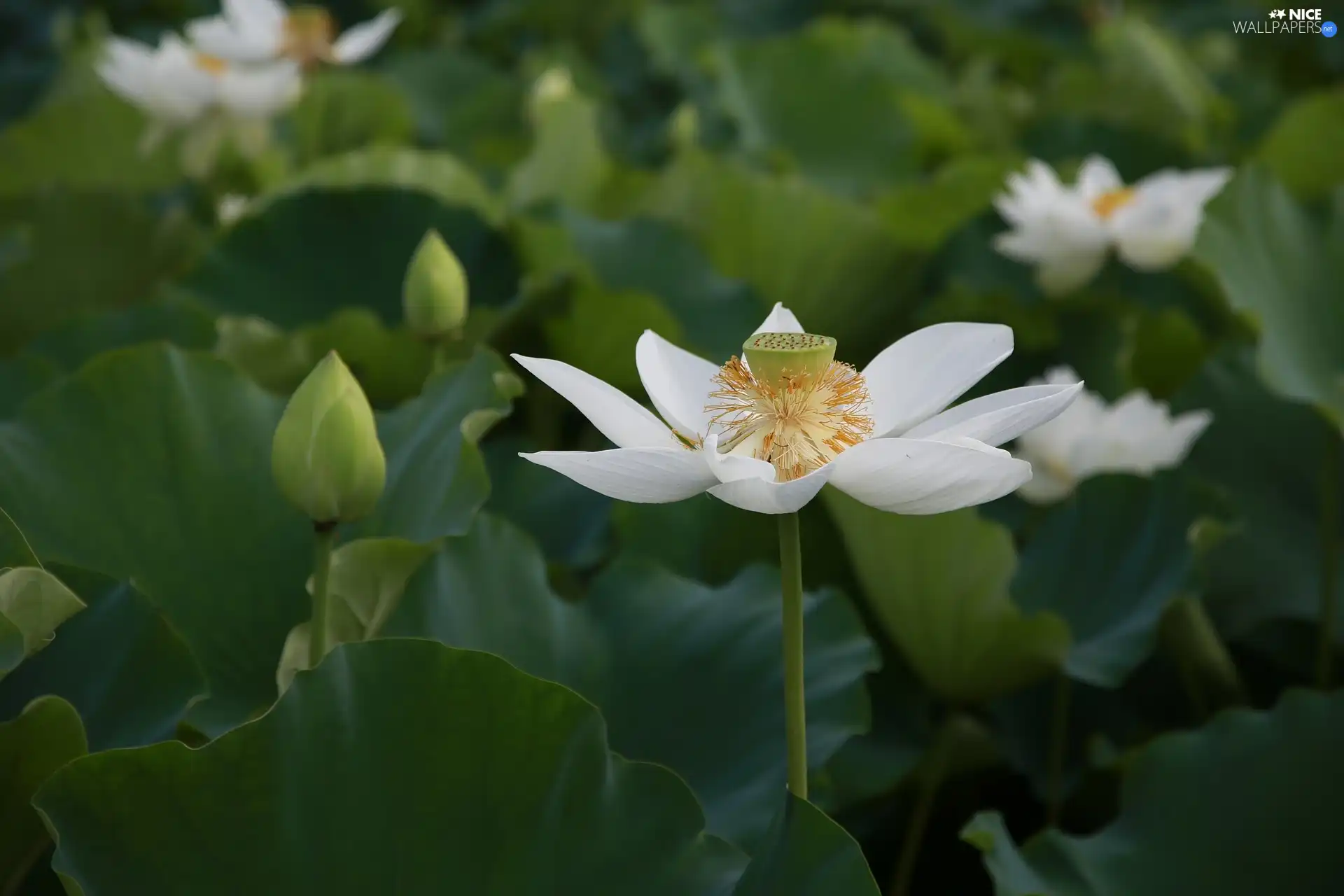 Buds, Leaf, Colourfull Flowers, lotus, White