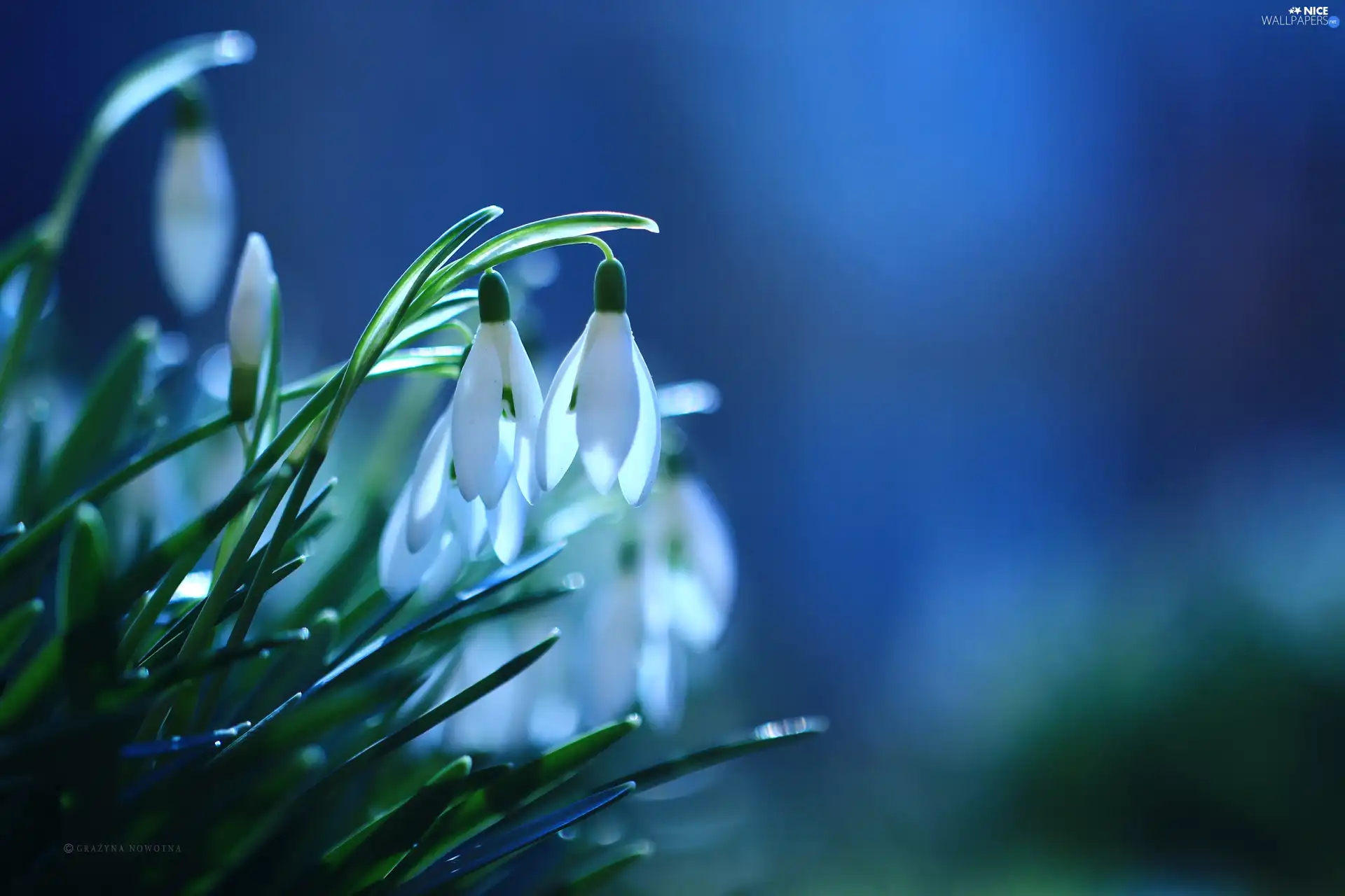 Flowers, snowdrops, White