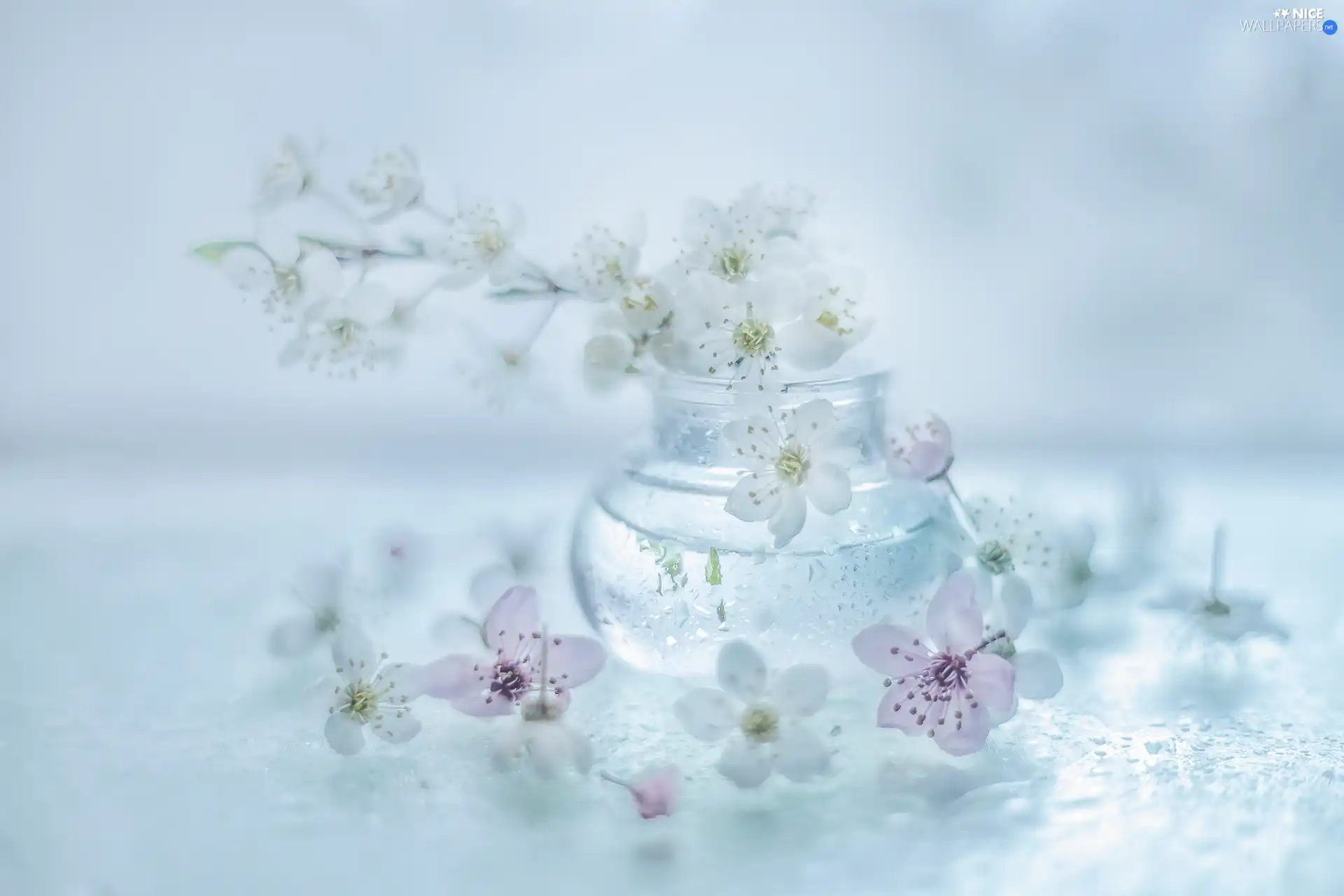 White, Pink, vase, Flowers