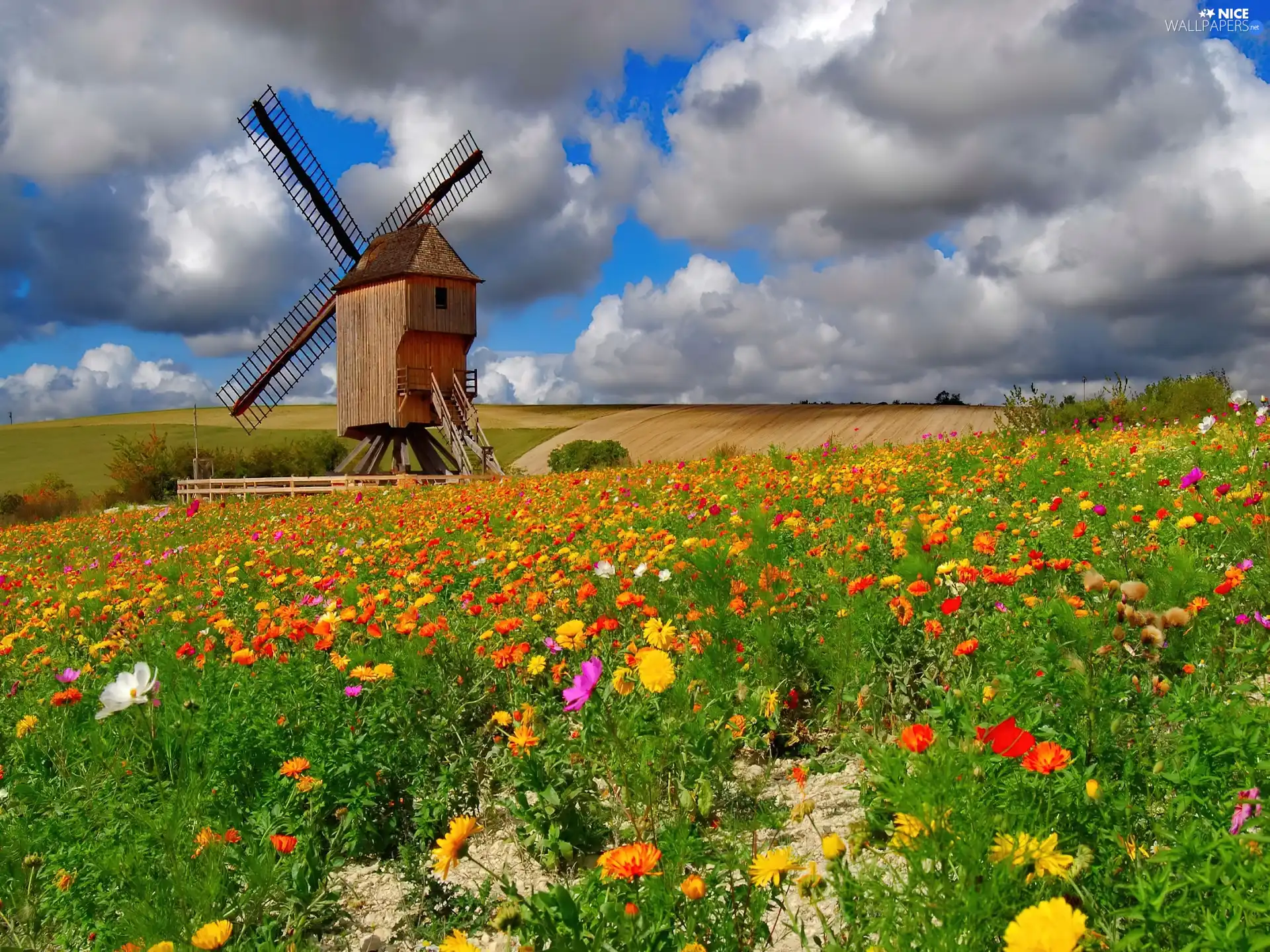 Flowers, Meadow, Windmill