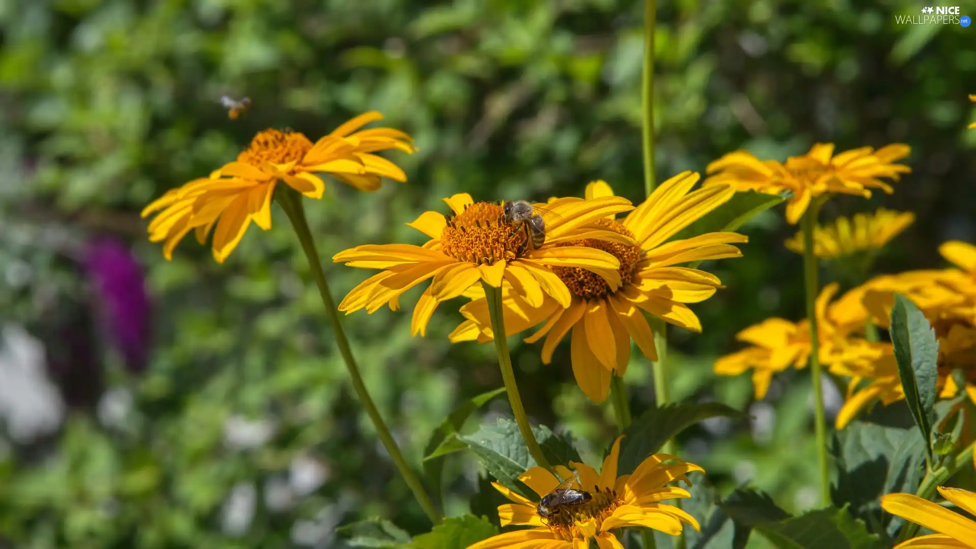 bee, blurry background, Flowers, Sunflowers, Yellow