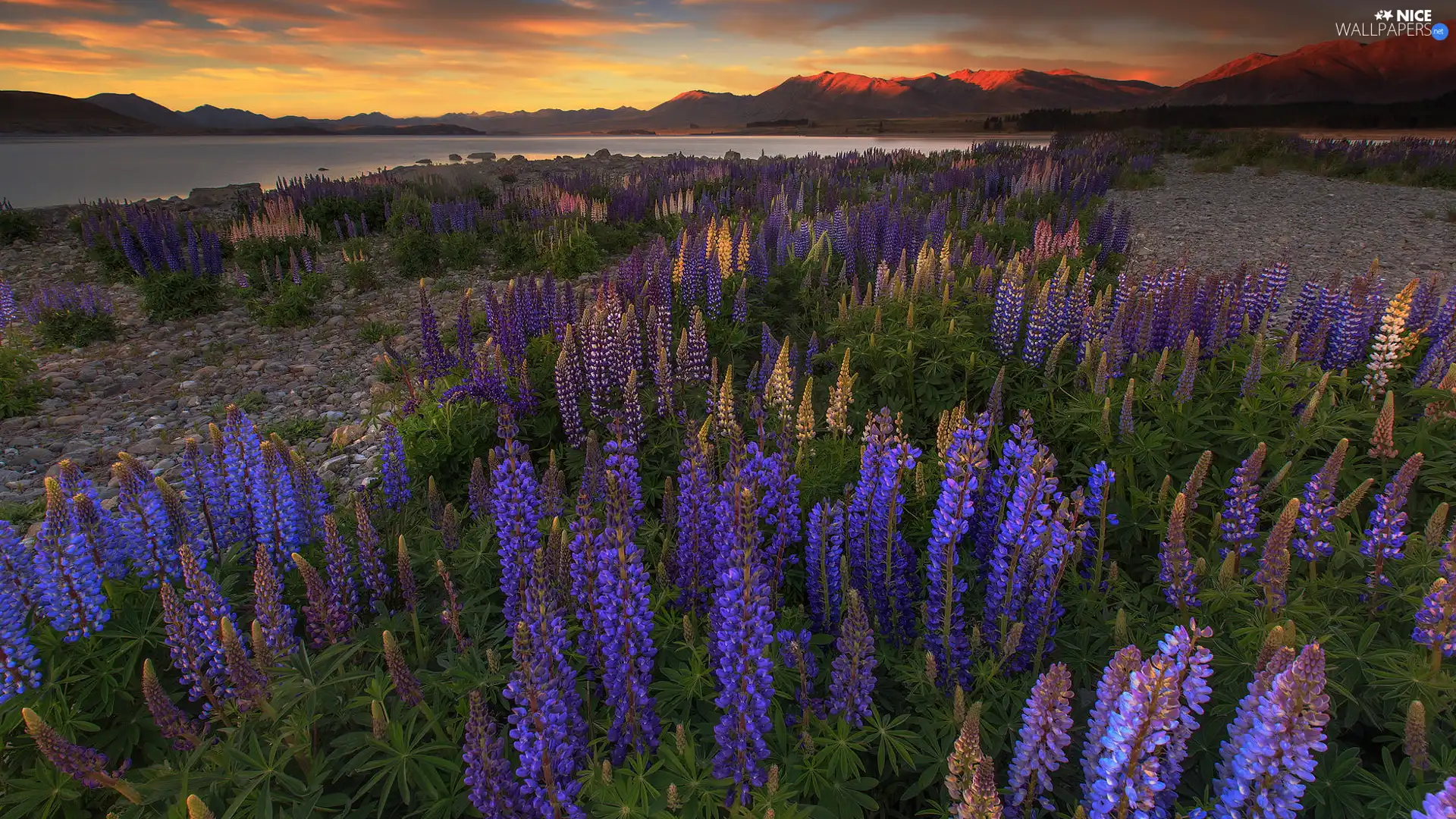 Mountains, New Zeland, Great Sunsets, Tekapo Lake, purple, lupins, Flowers, Blue, Meadow
