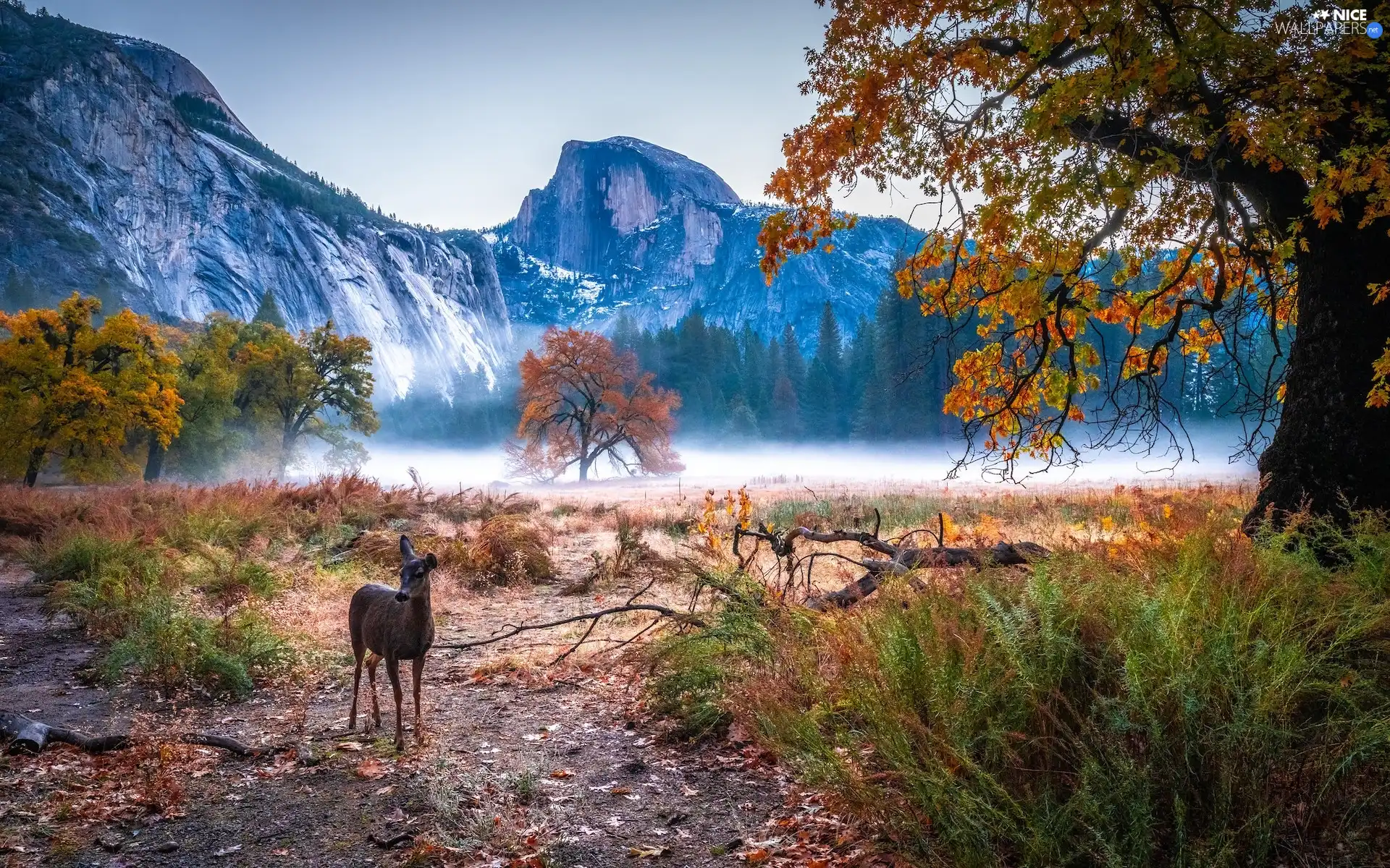 trees, California, Mountains, roe, autumn, The United States, Yosemite National Park, Lod on the beach, viewes, Fog