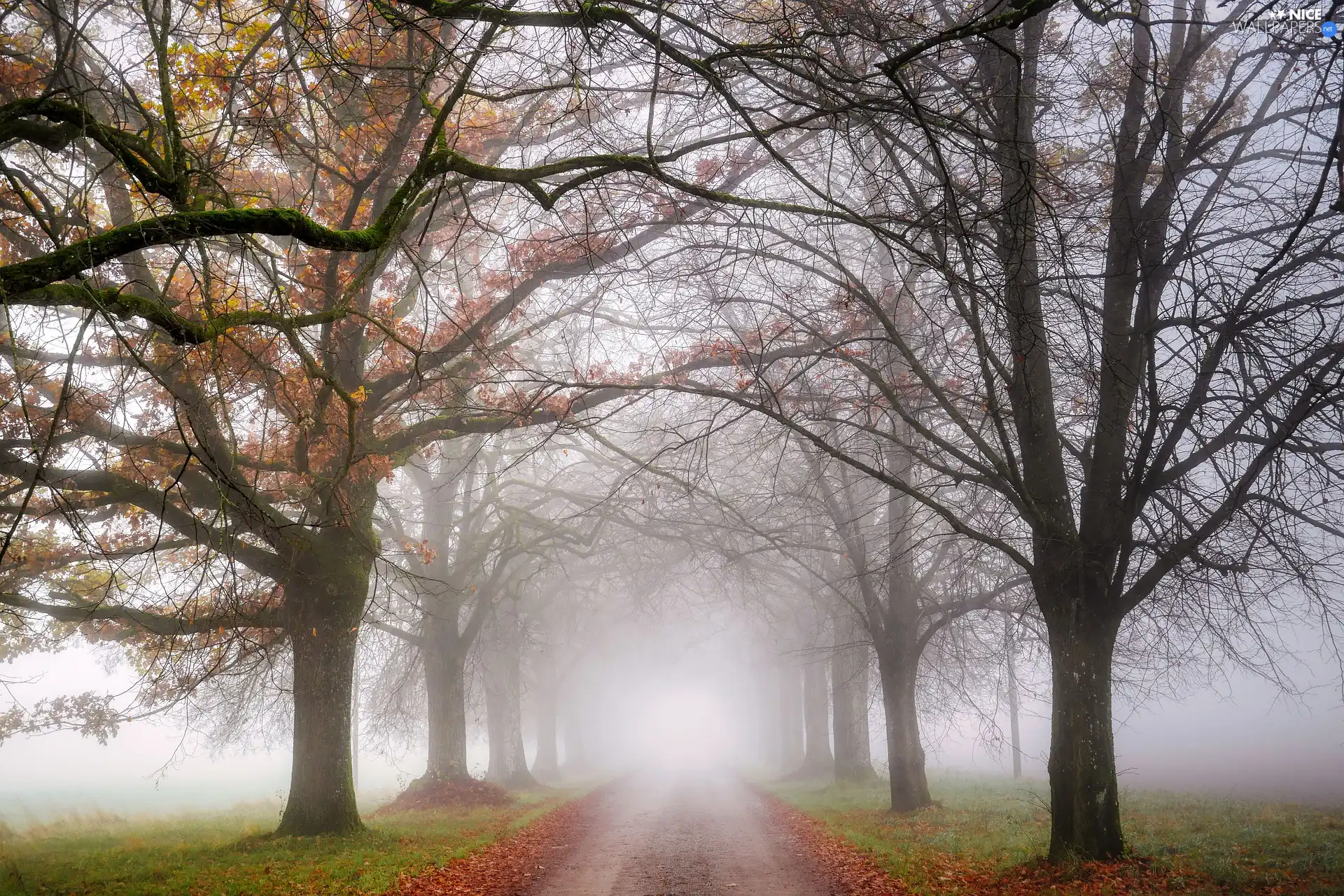 Avenues, autumn, viewes, Fog, trees, Way