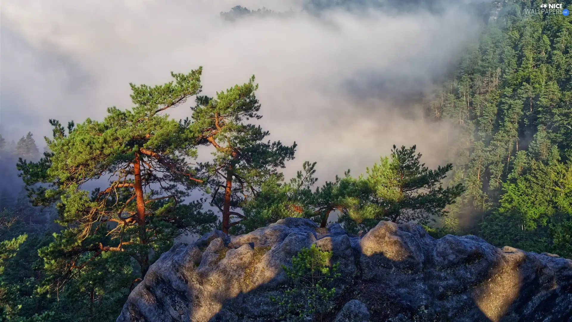 pine, Fog, woods, Rocks, Mountains