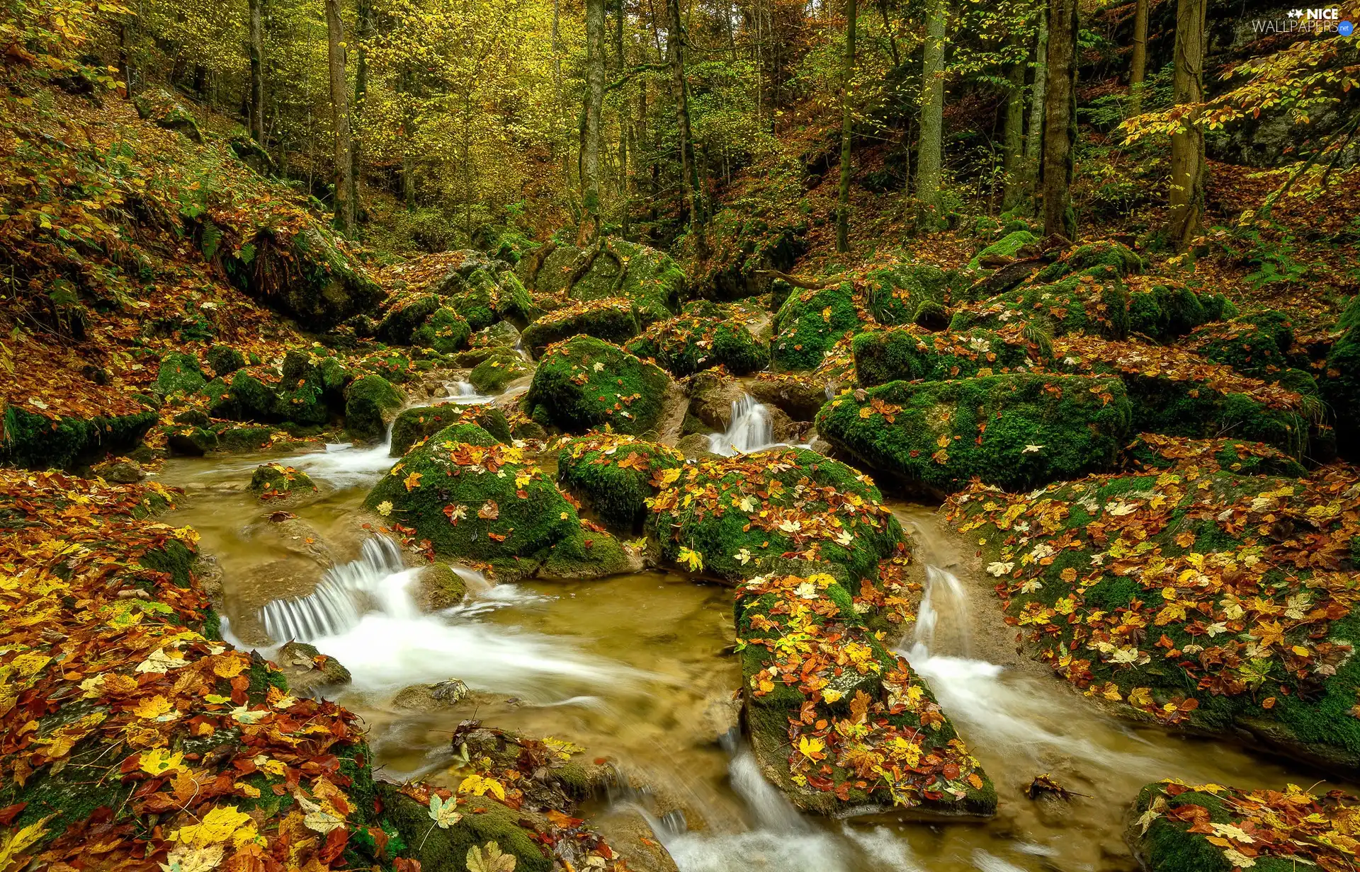 forest, autumn, trees, viewes, mossy, Stones, Leaf, River, fallen