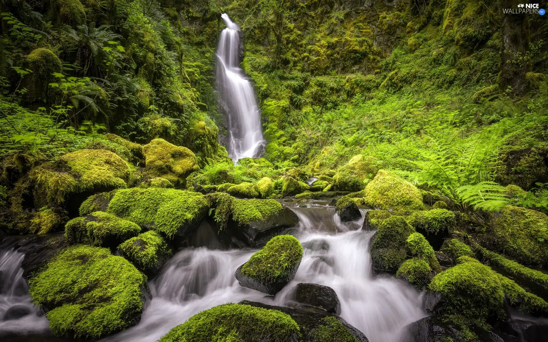 trees, waterfall, mossy, forest, River, viewes, Stones