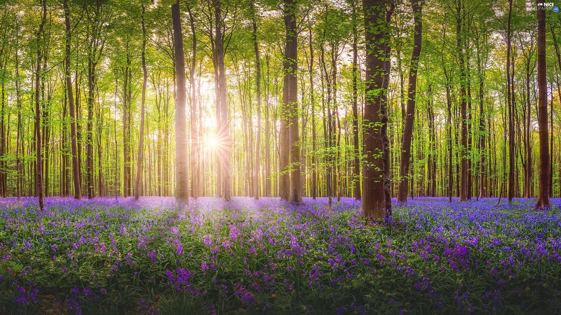 forest, trees, Flowers, viewes, Spring, purple, rays of the Sun