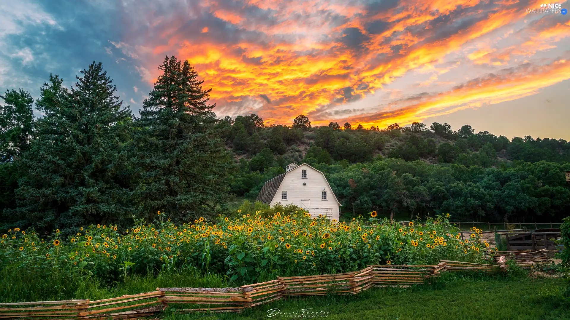 forest, fence, viewes, Nice sunflowers, house, trees, Great Sunsets