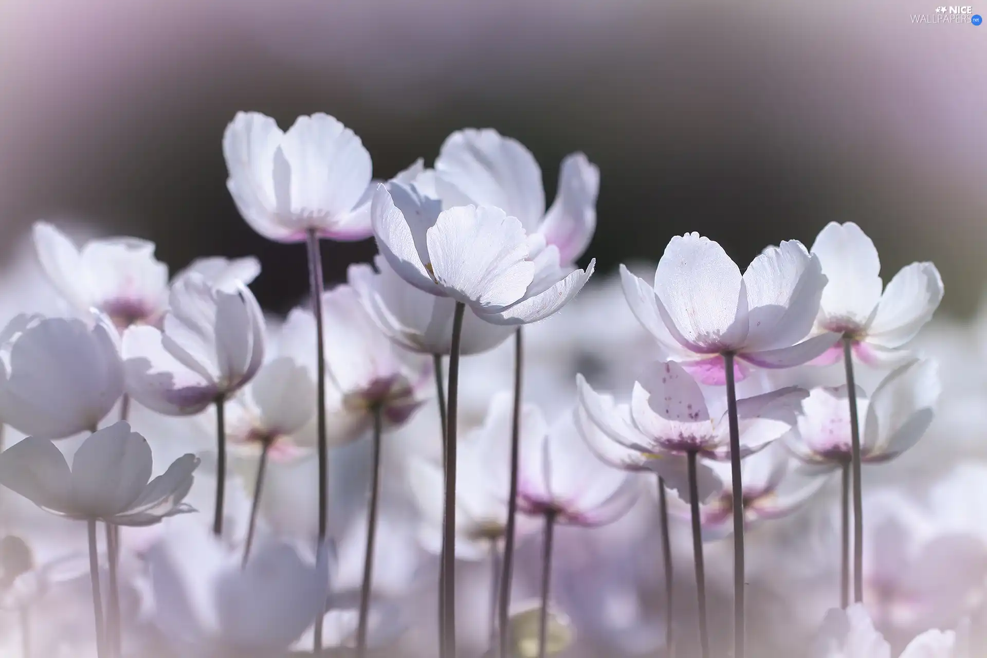 White, forester, Flowers, Poppy Anemone